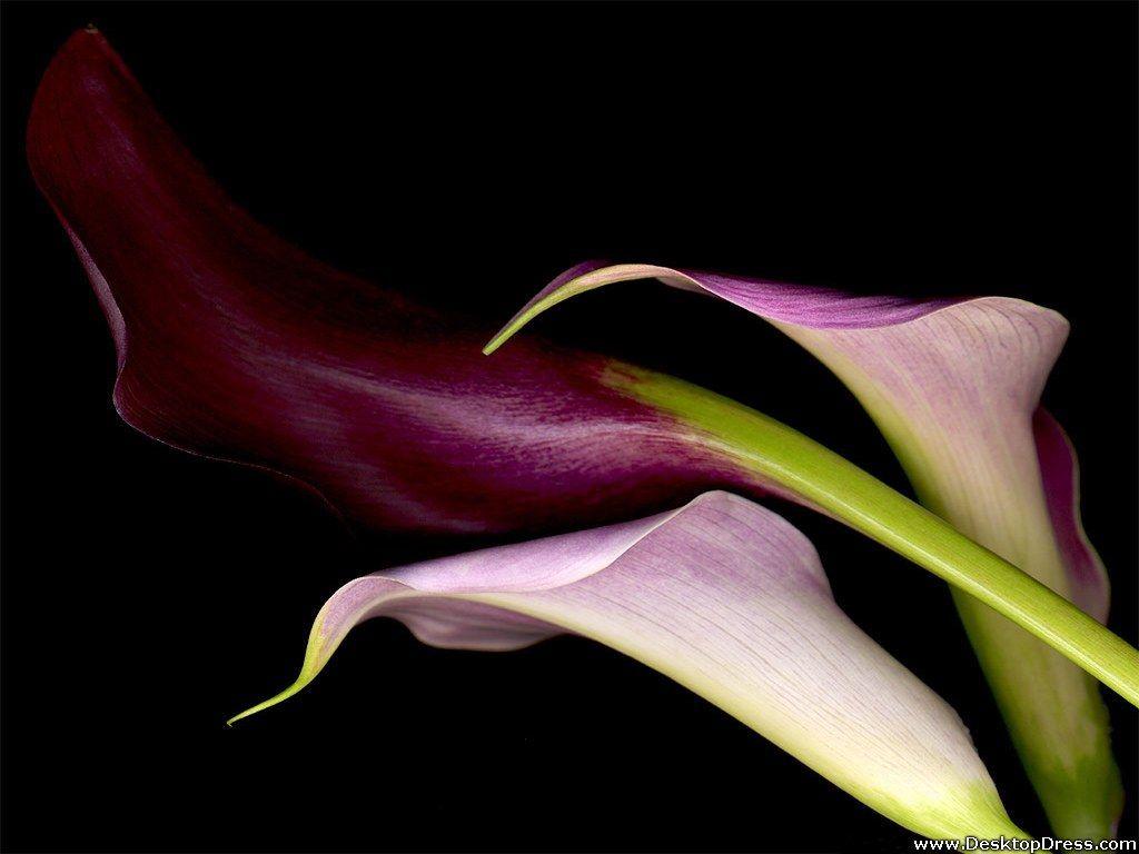 Calla Lily Desktop Wallpaper