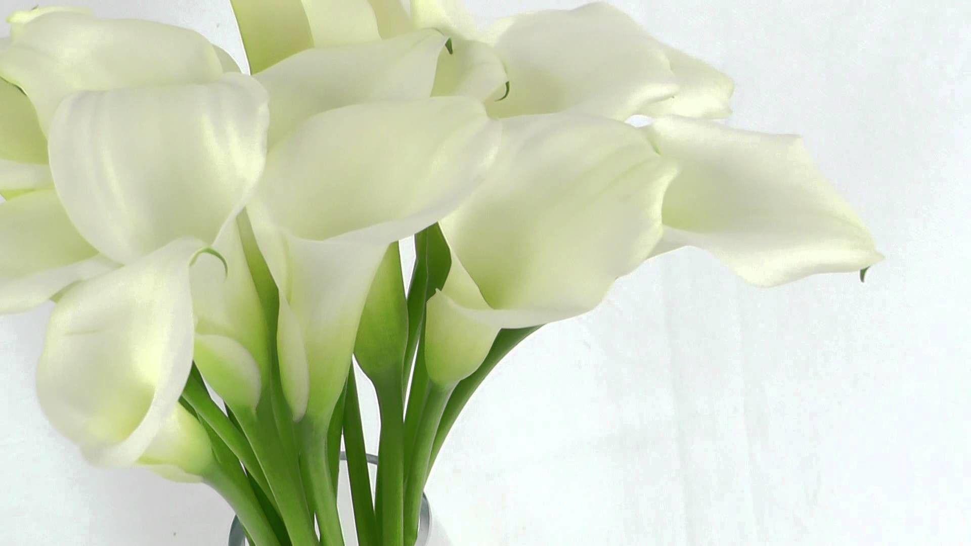 Calla Lily Wallpaper