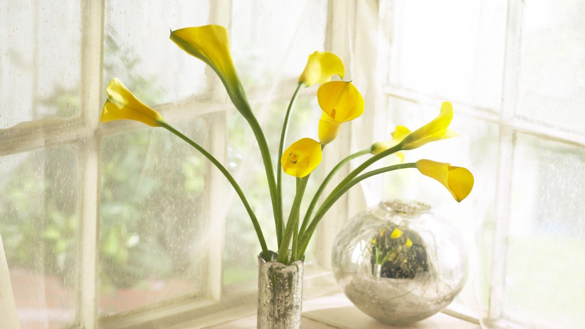 Wallpaper calla lilies, yellow, flowers, bouquet, vase