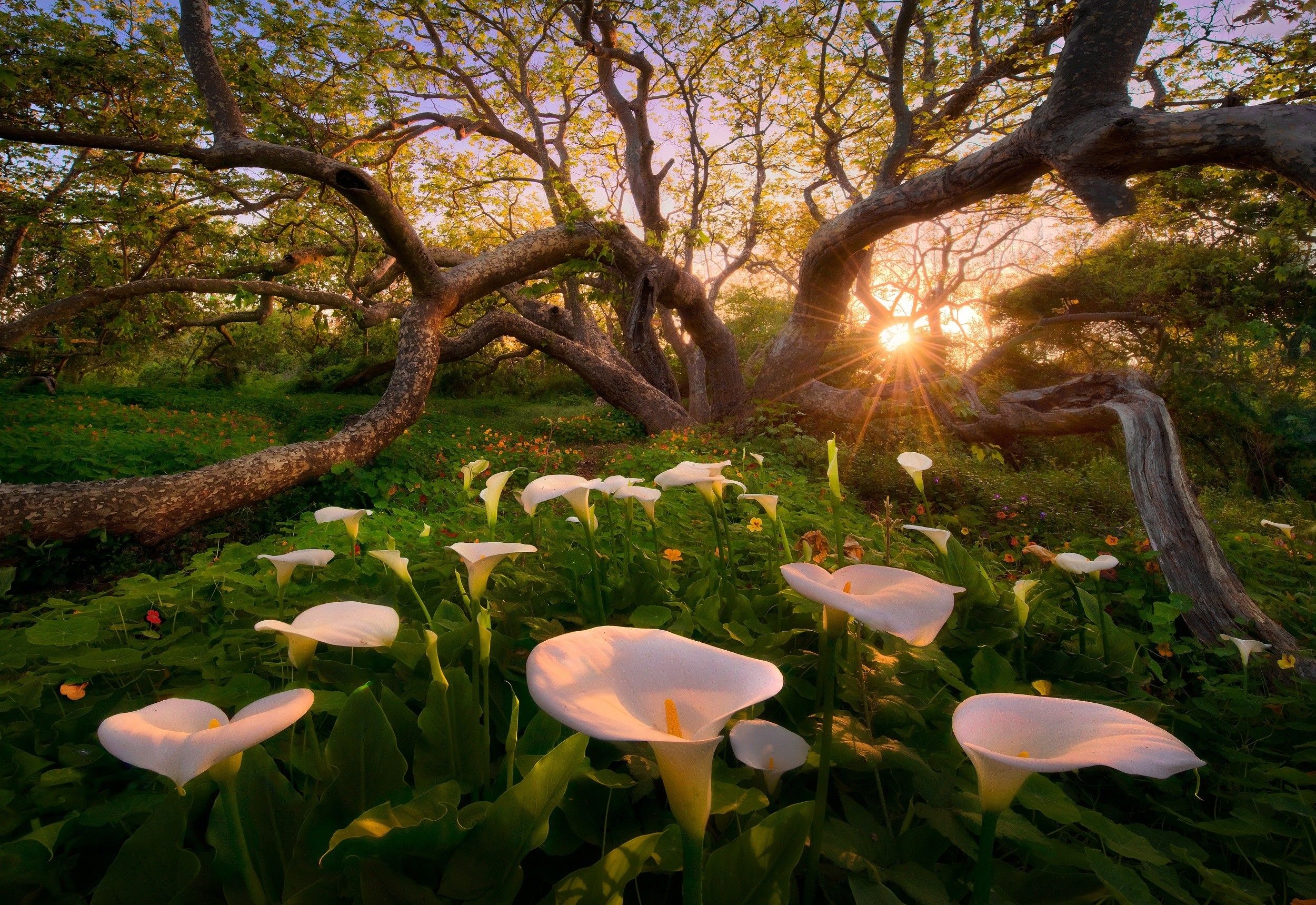 #trees, #flowers, #calla lilies, #sunset, #grass