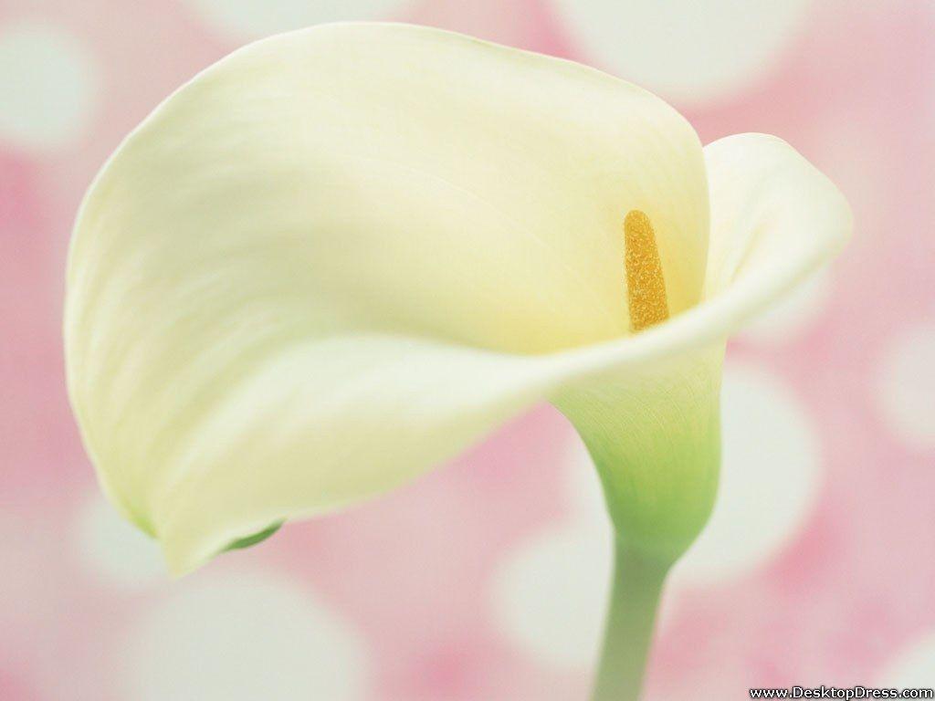 Free download Desktop Wallpaper Flowers Background Closeup Calla