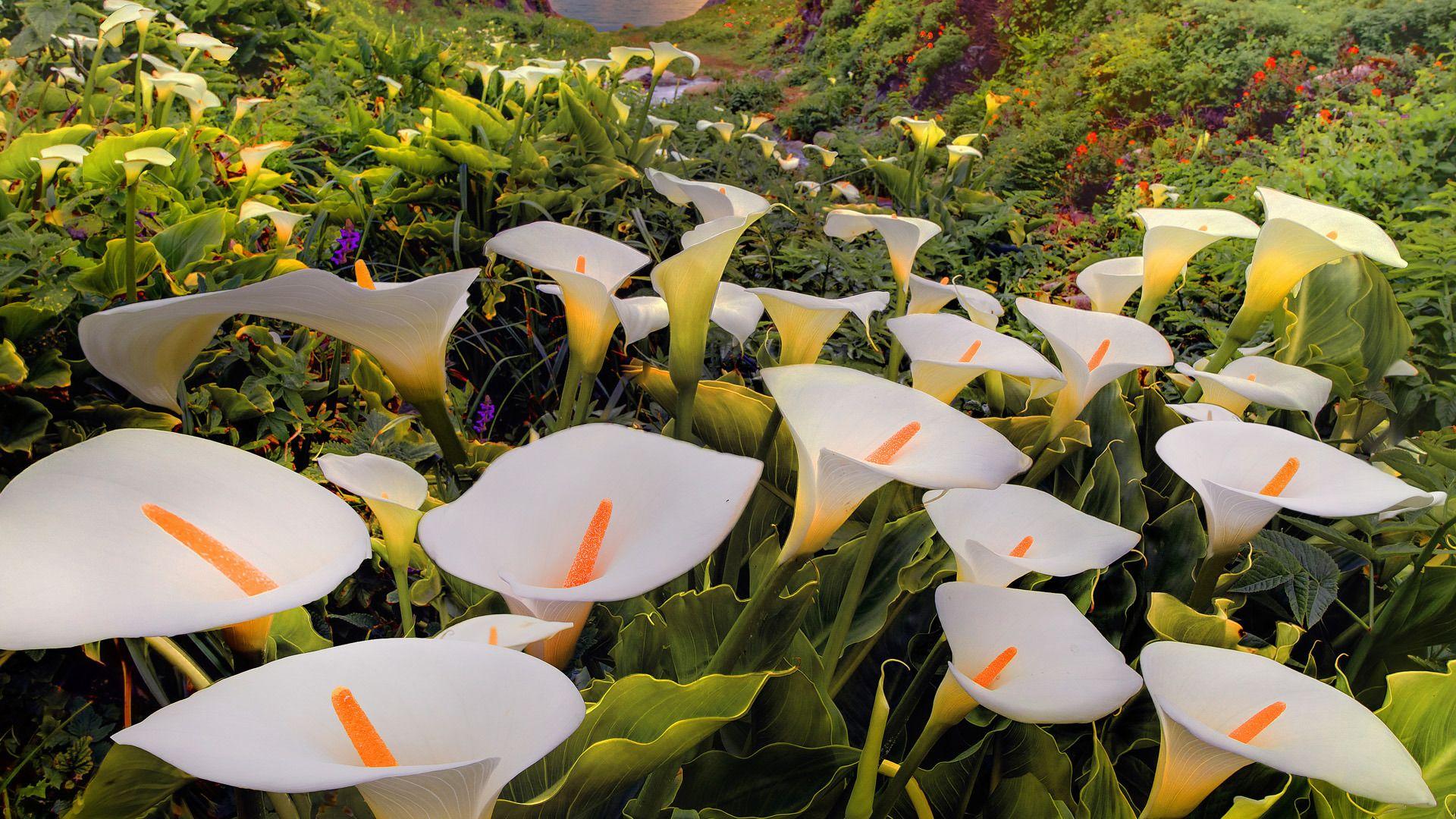 Calla lilies, s 1920x1080. wallpaper Hannah Bentley