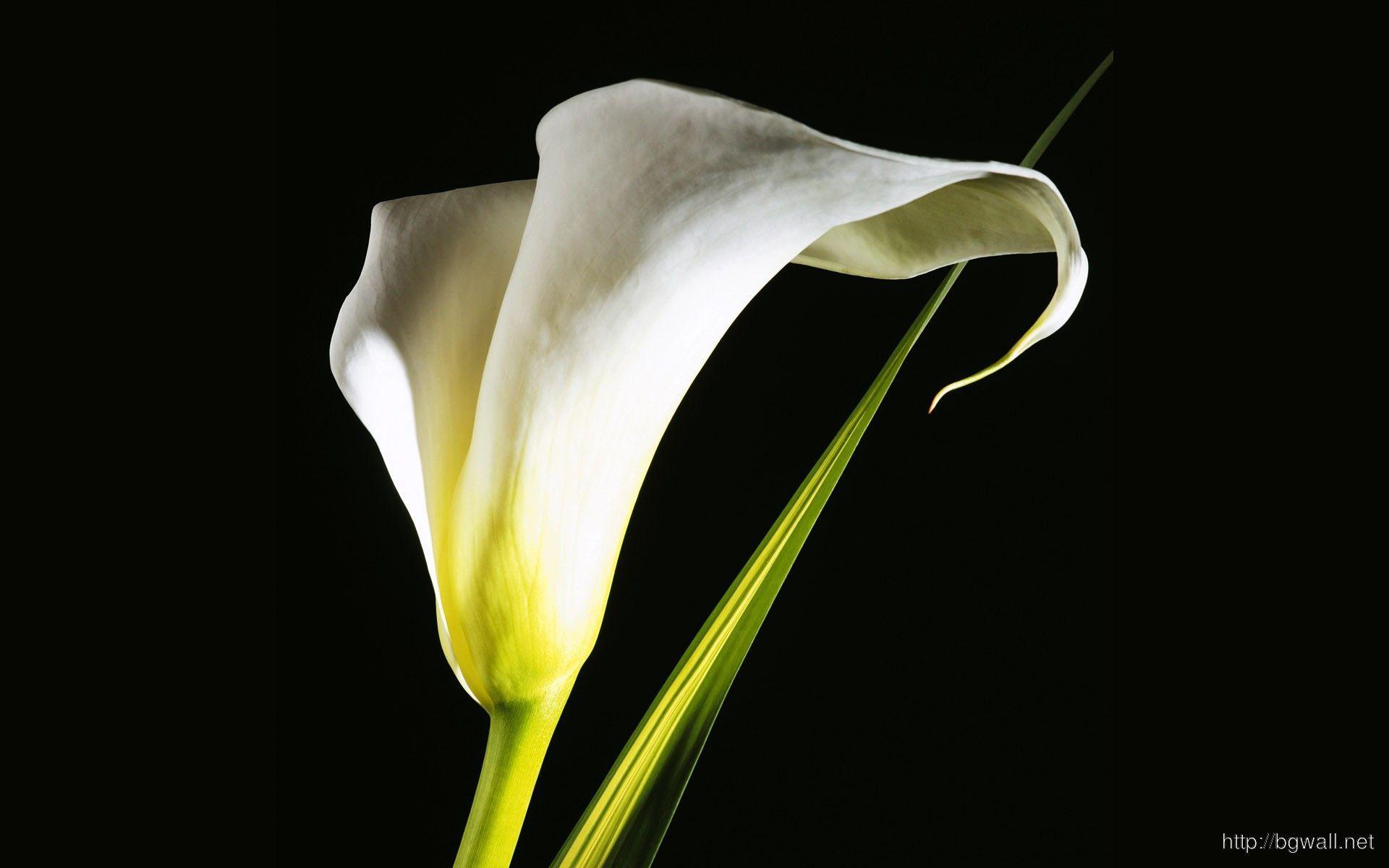 Calla Lily Wallpaper