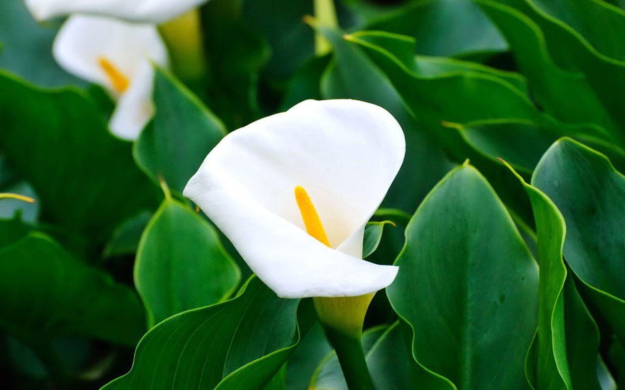 Calla Lily Background. Lily Wallpaper