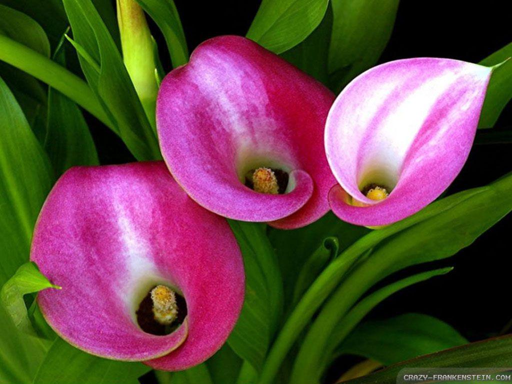 Calla Lily wallpaper