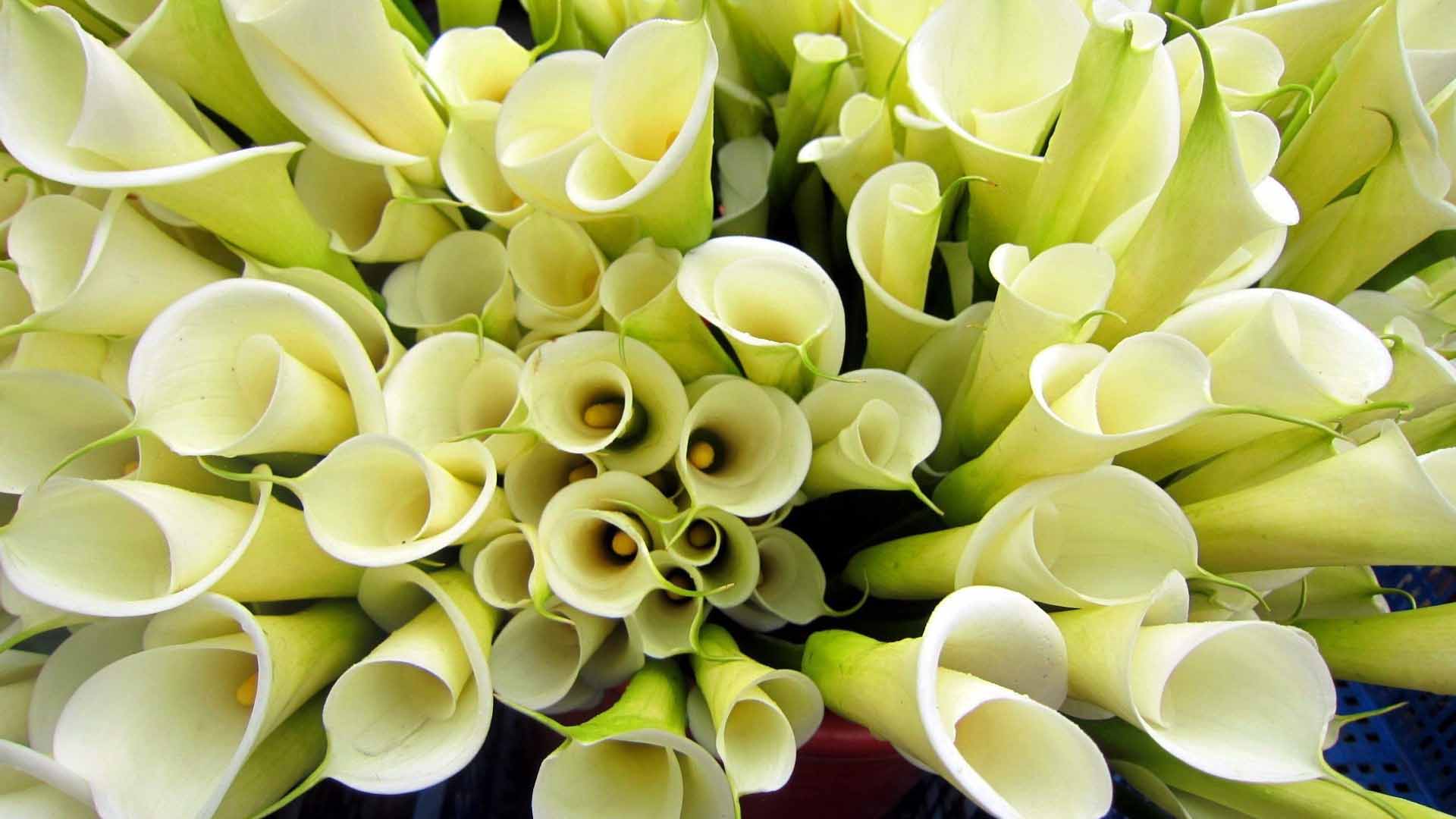 Calla Lily Flower HD Wallpaper