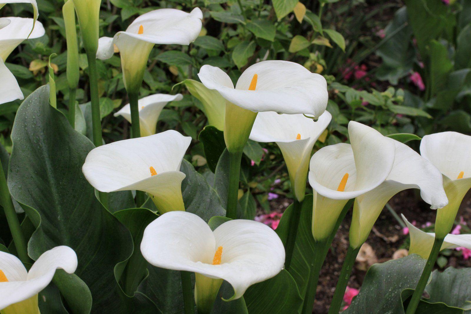 Calla Lilies 21008 1600x1067px
