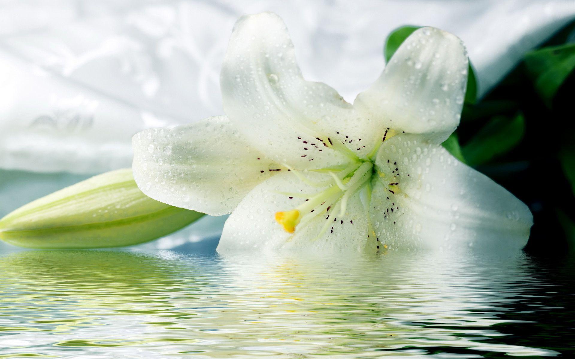 Calla Lilies Computers Wallpapers - Wallpaper Cave