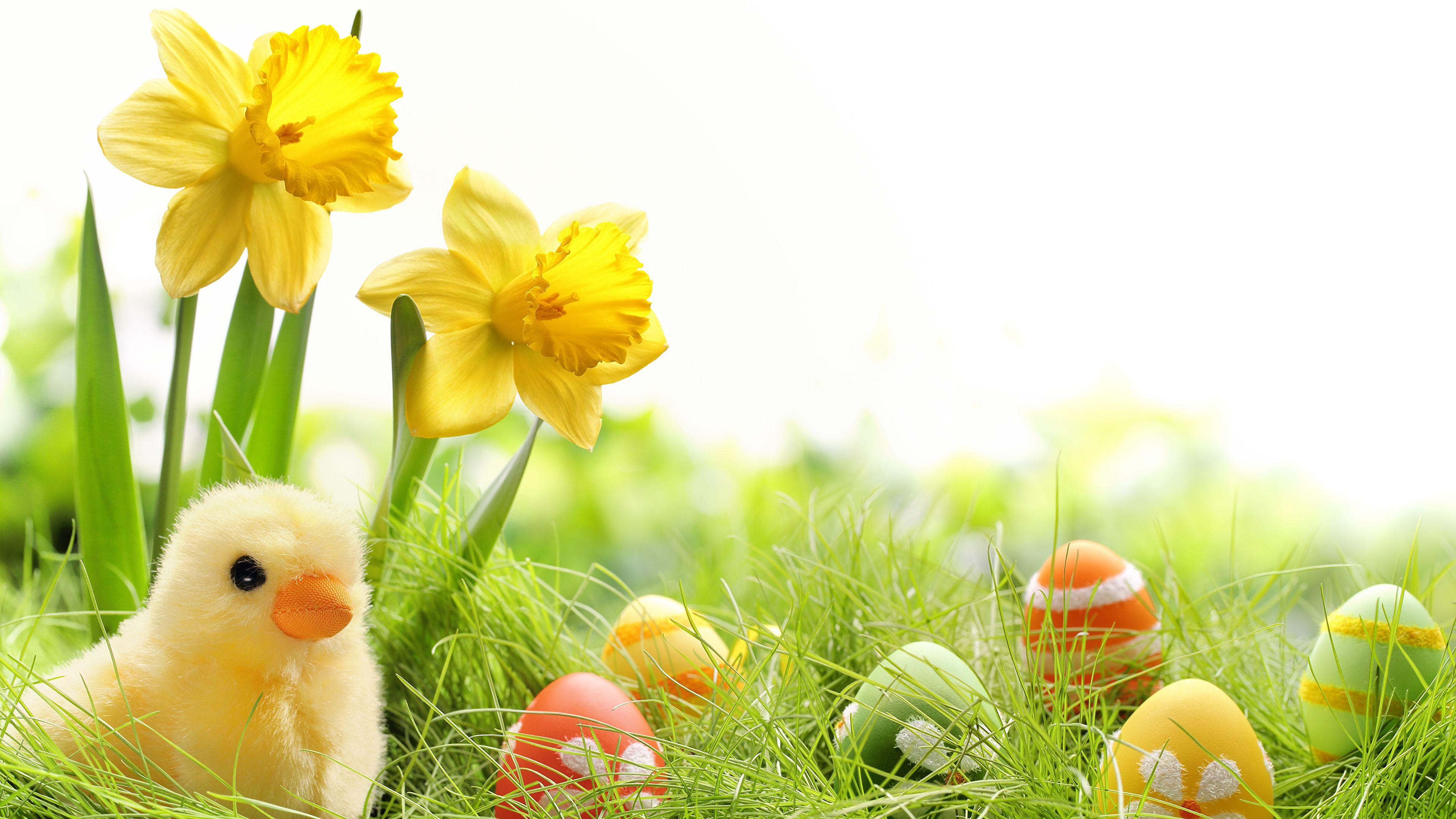 Picture Easter Chicks egg Daffodils Grass Holidays 3840x2160