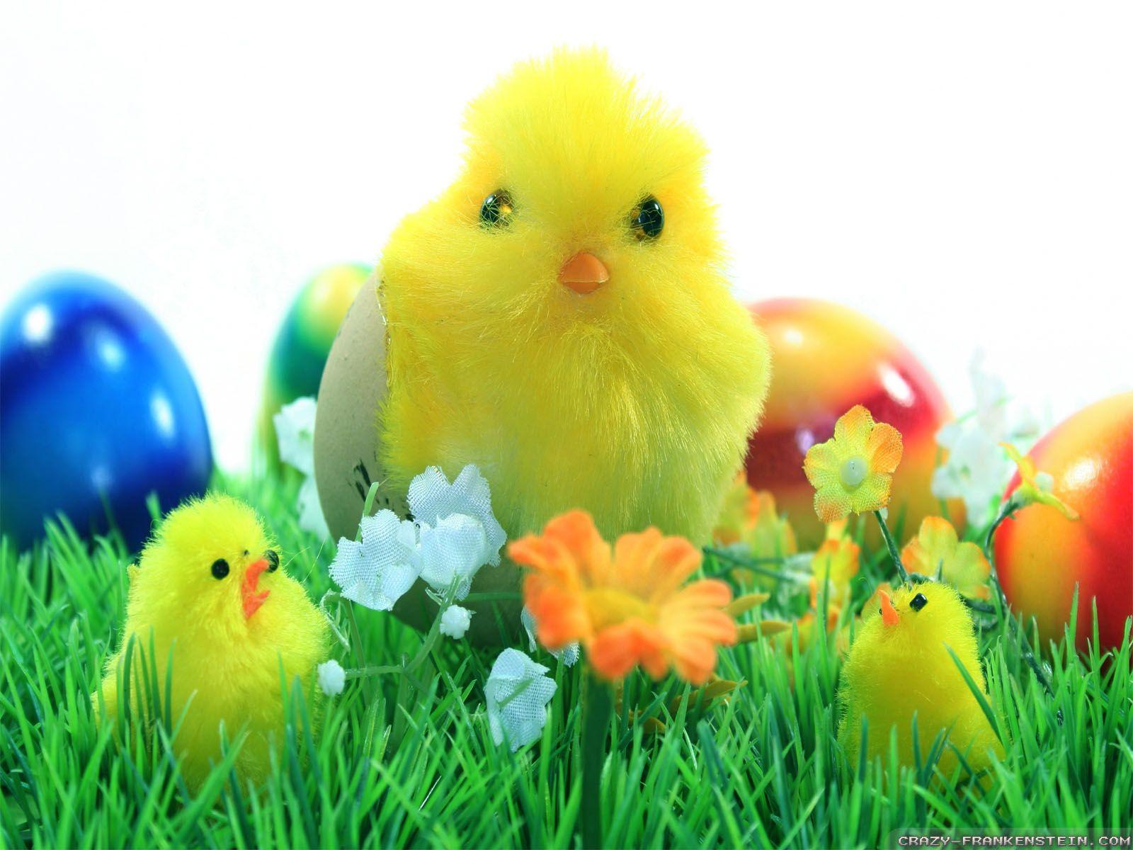Easter Chicks Desktop Background