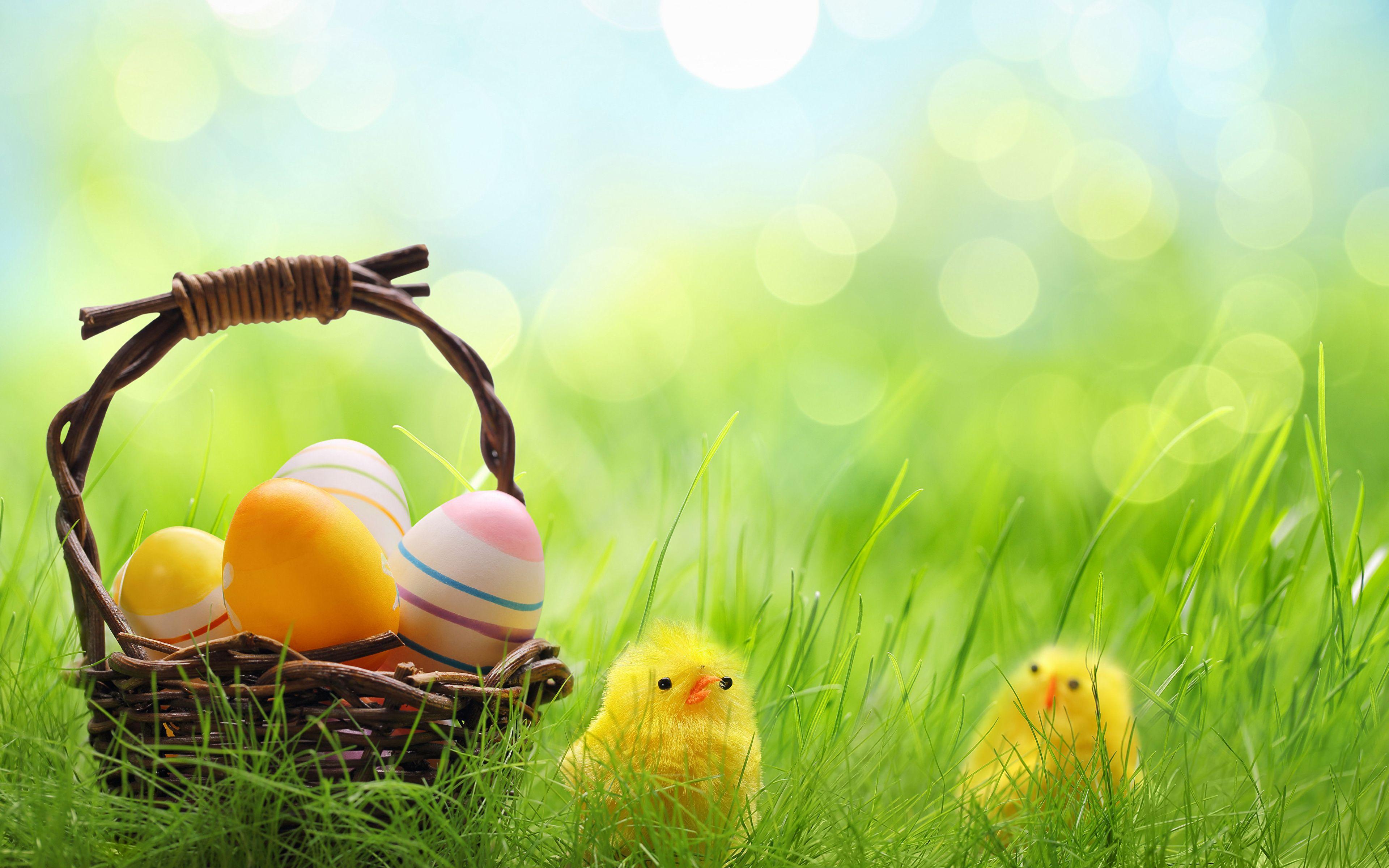 image Easter Chicks Eggs Wicker basket Grass Holidays 3840x2400