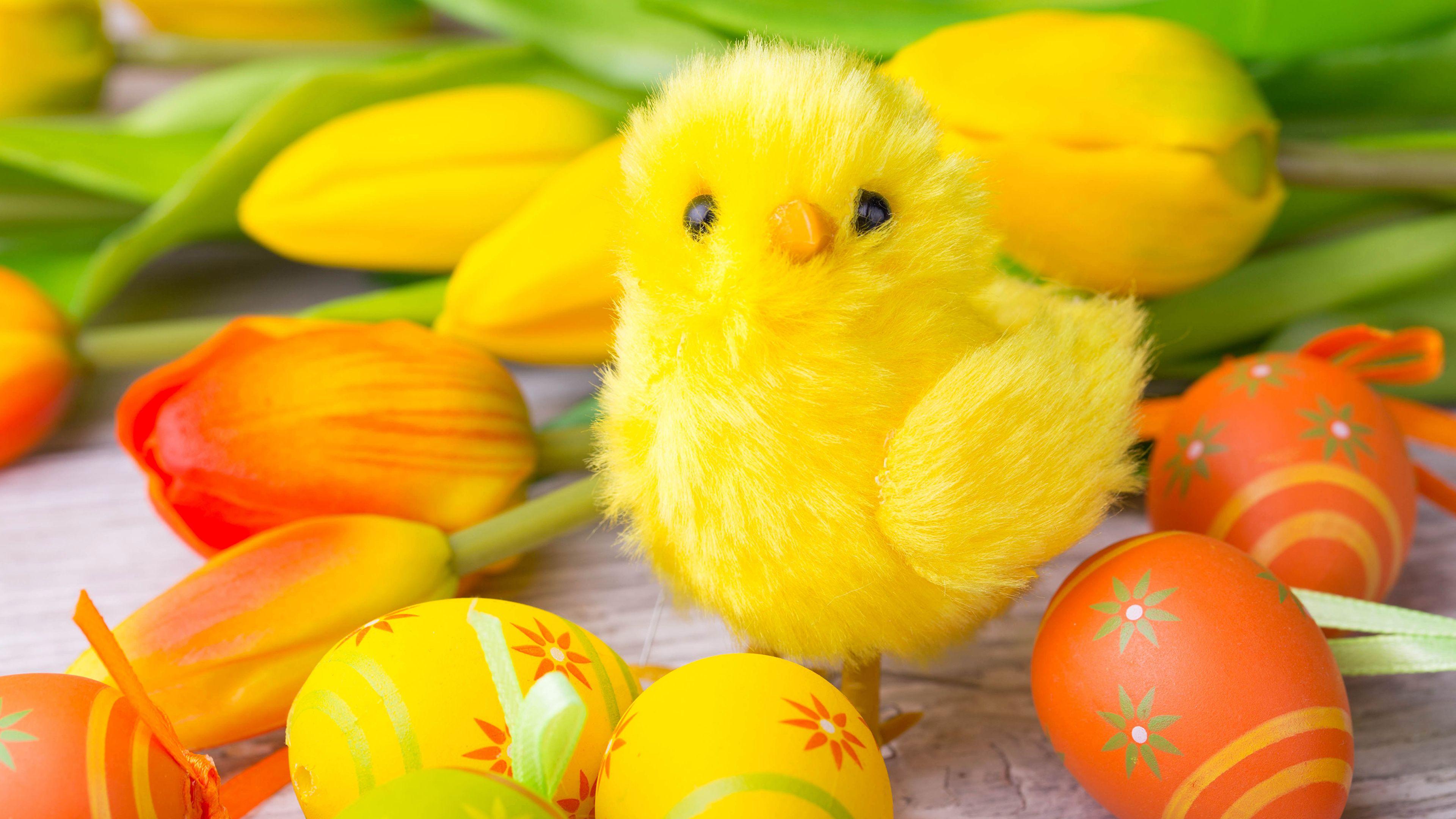 Photo Easter Chicks Eggs Tulips Holidays 3840x2160