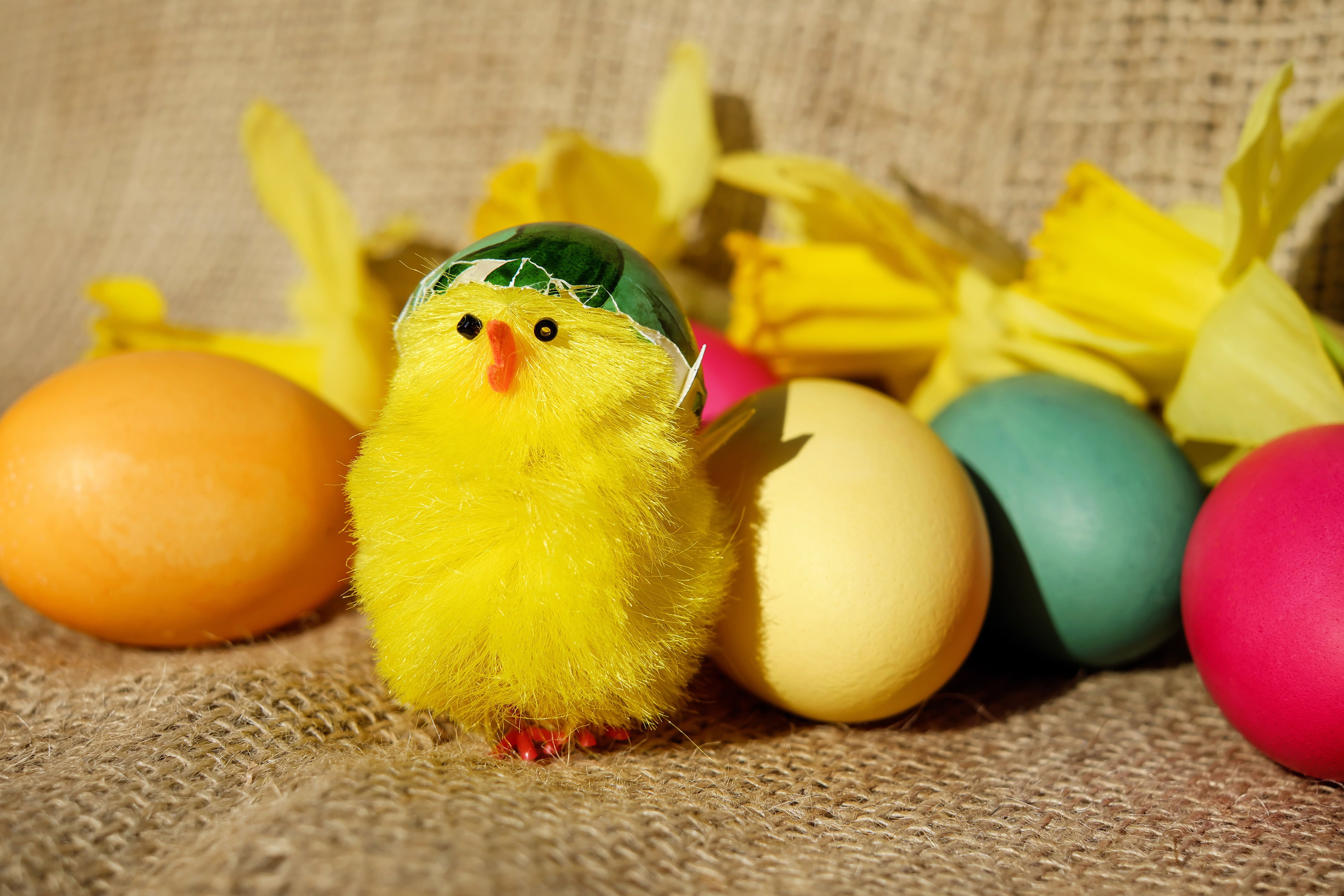 Photo of hatch egg with yellow chick decor HD wallpaper