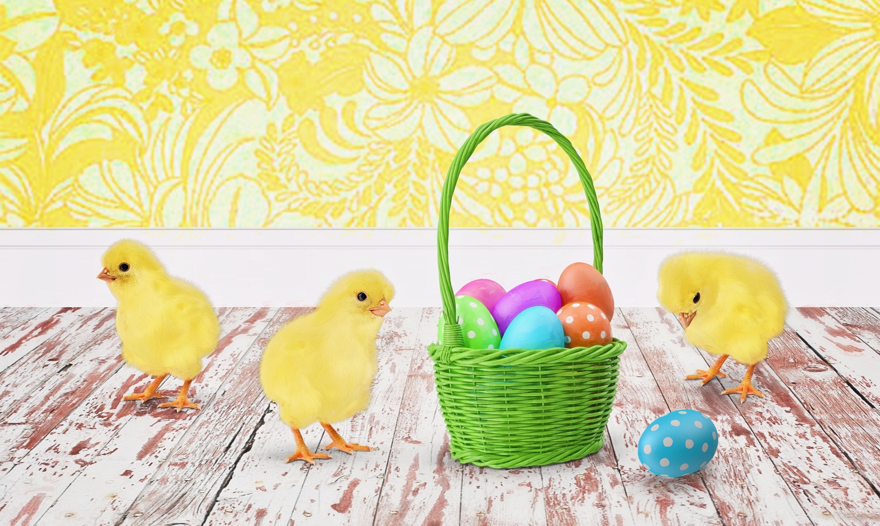 Free of baby chicks, background, celebrate