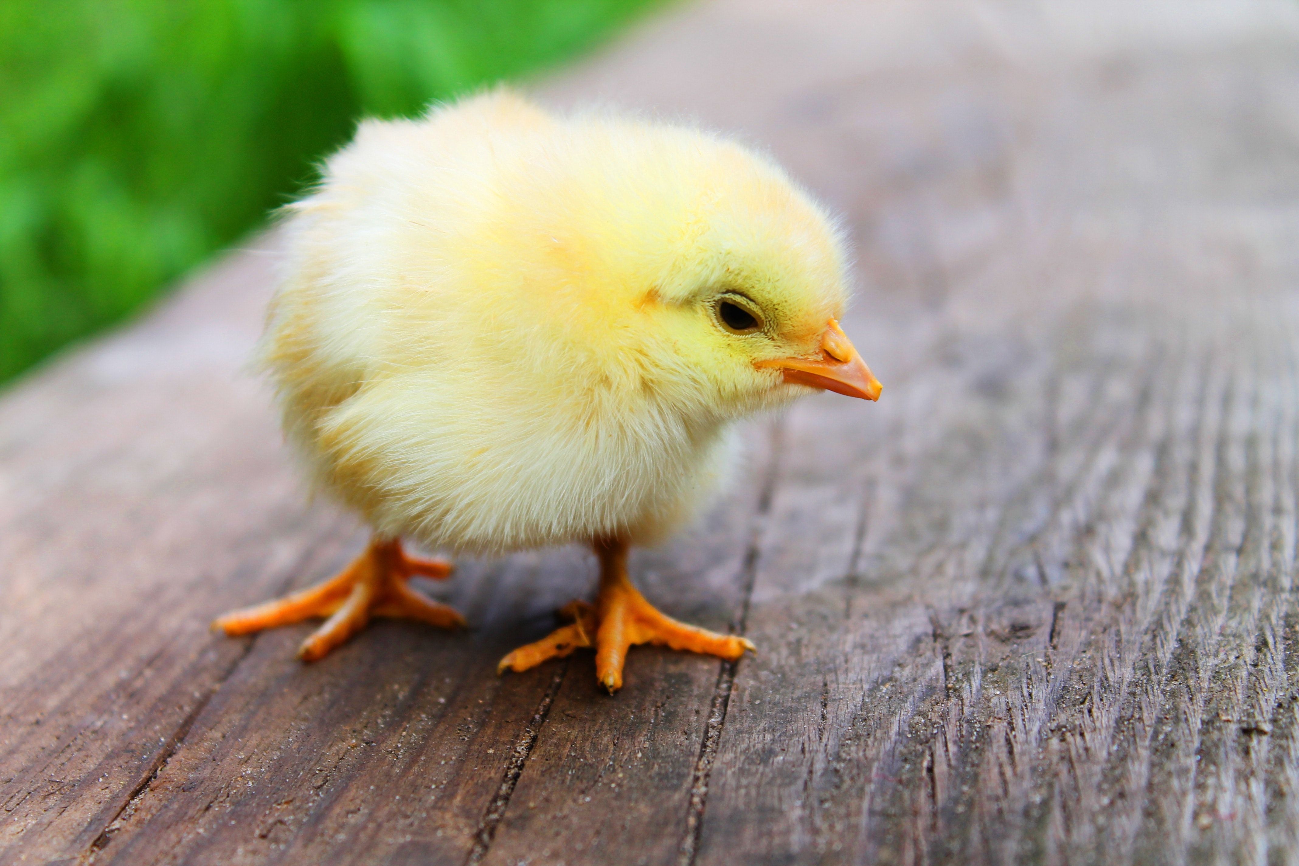 Shallow Focus Photography of Yellow Chick · Free