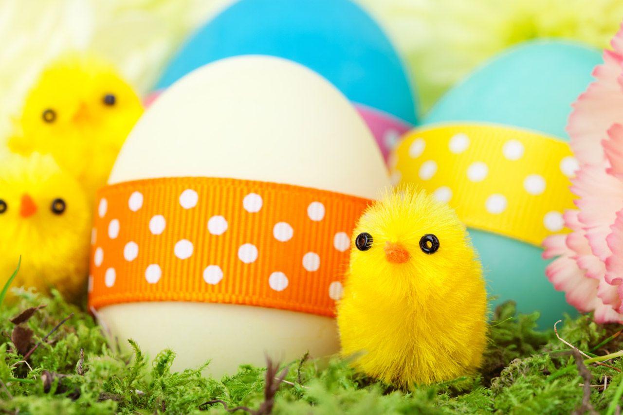 Chicks And Easter Eggs Free Domain Picture