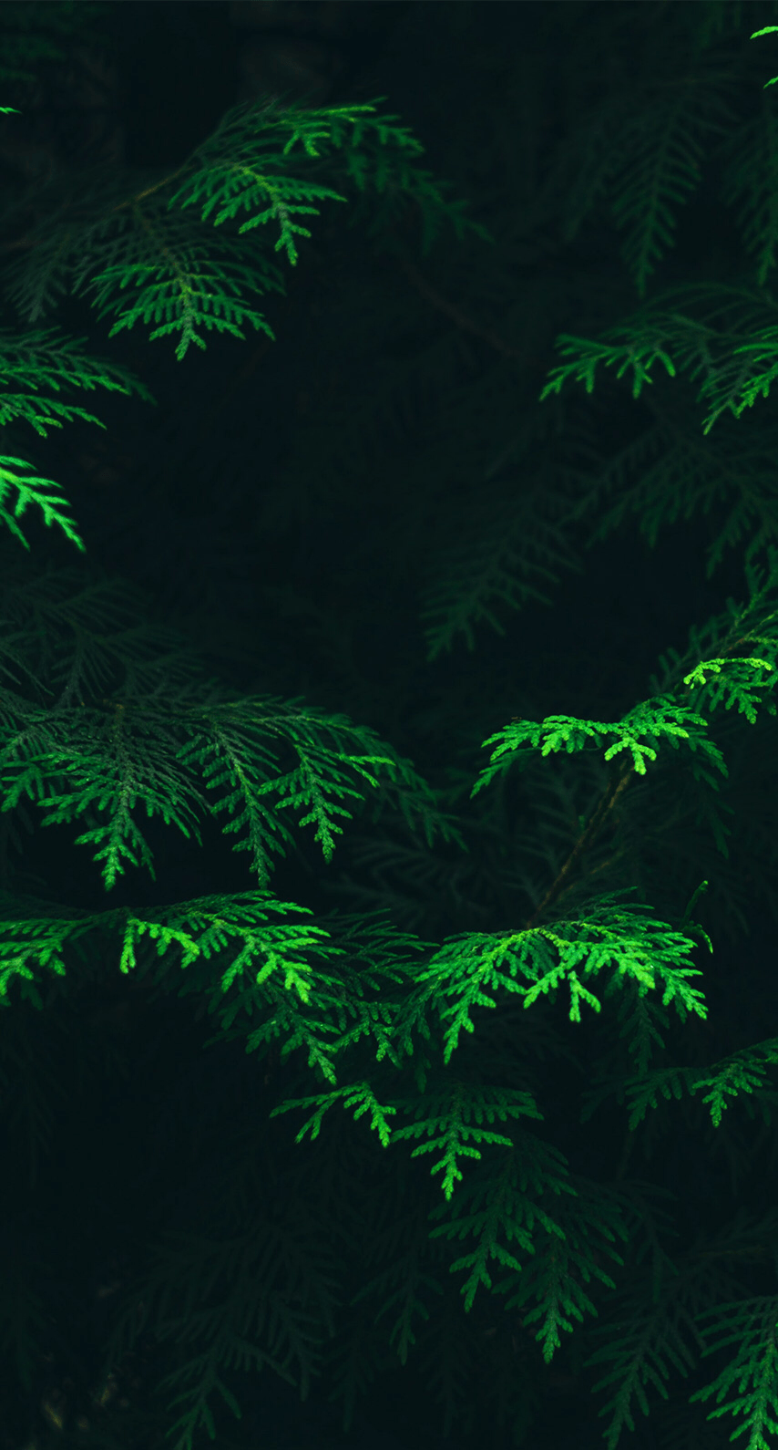 Green. Green leaf wallpaper, Forest