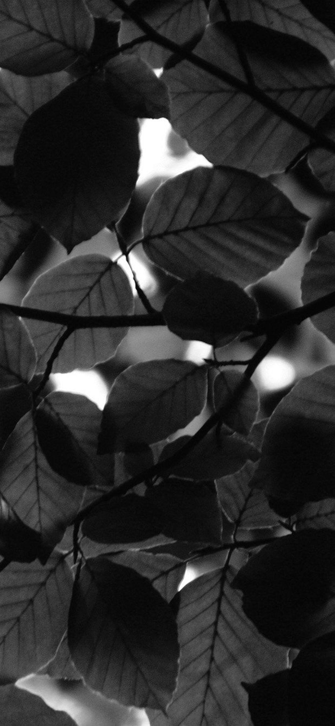 Tree Blossom Nature Leaf Green Dark Bw iPhone X Wallpaper Free