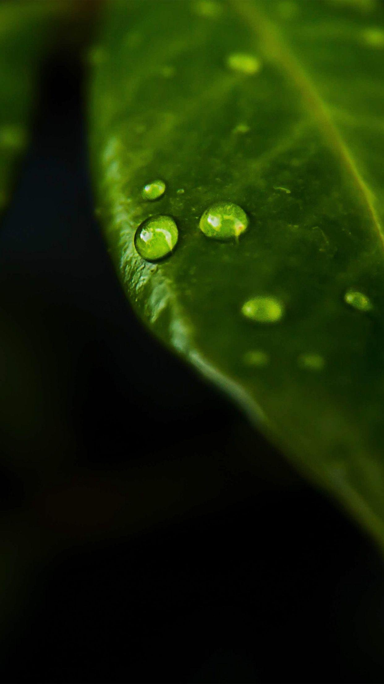 iPhone6papers.co. iPhone 6 wallpaper. leaf rain drop green