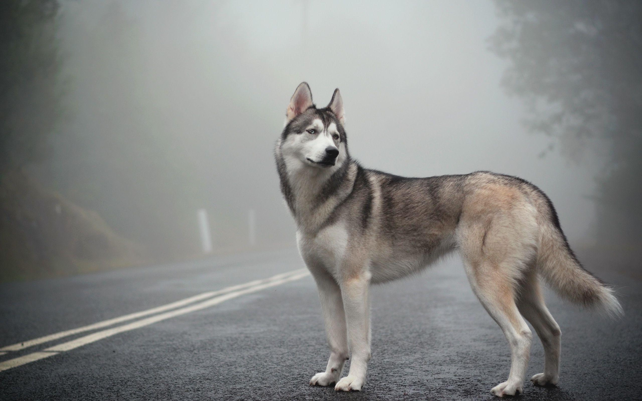 Siberian Husky wallpaper. Anjing husky, Ras anjing, dan