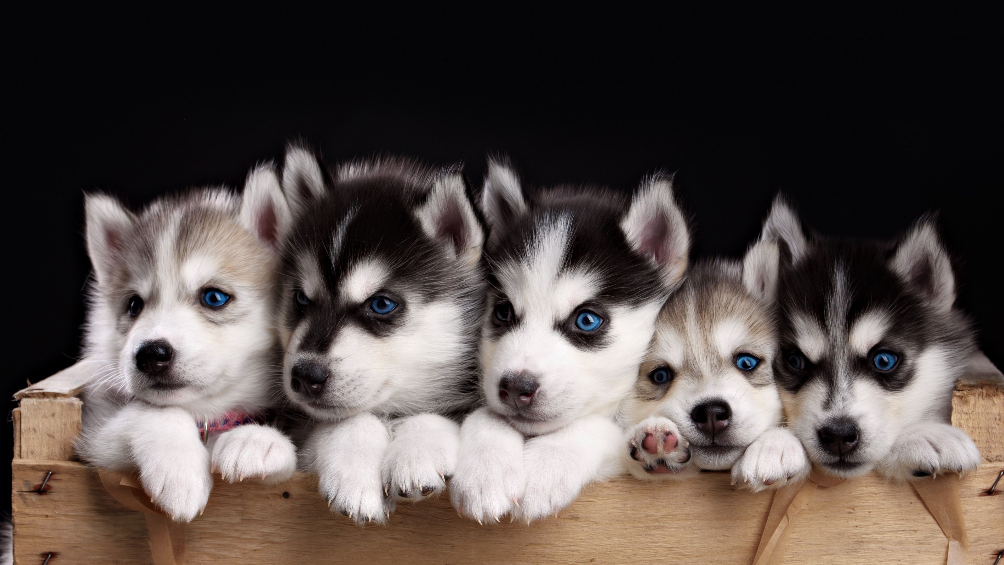 Wallpaper Husky, puppy, cute animals, 4k, Animals