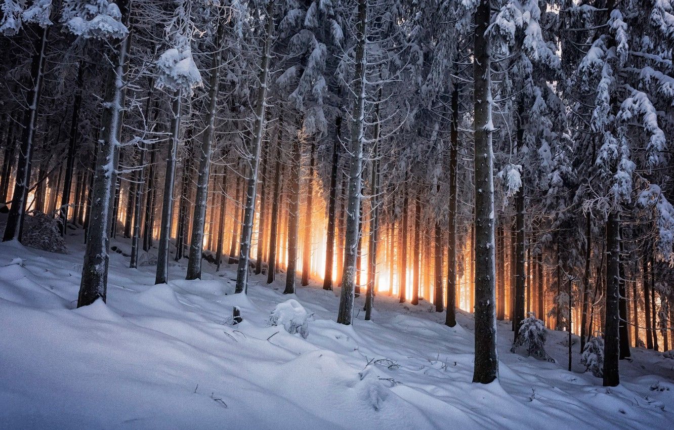 Wallpaper winter, forest, Germany, Black Forest image for desktop