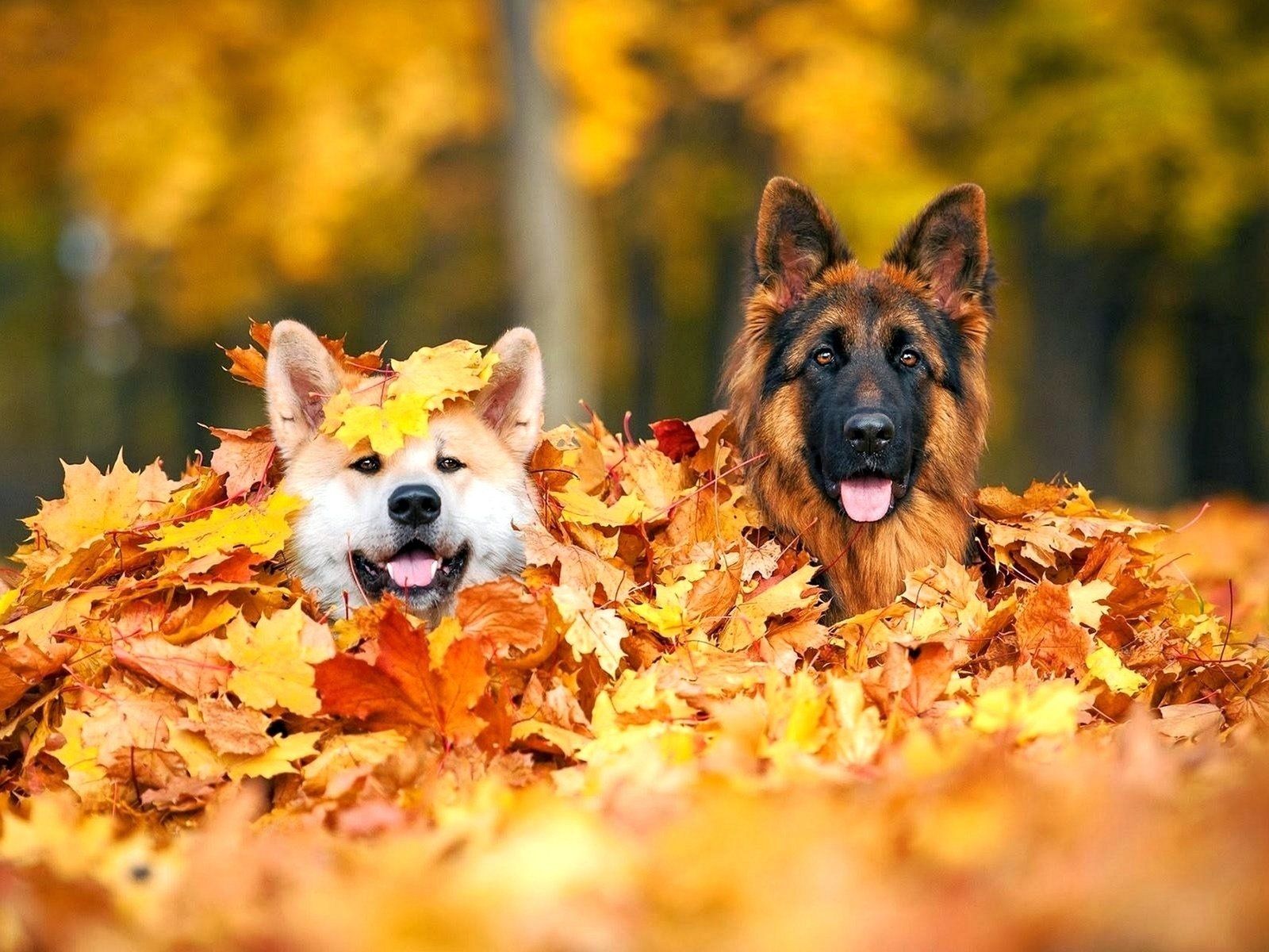 Dogs in Pile of Autumn Leaves Wallpaper