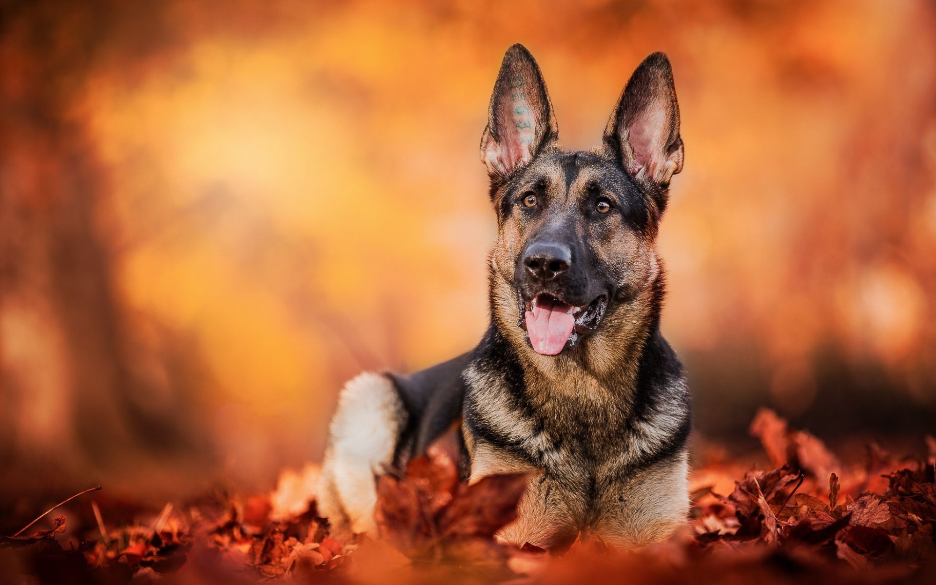 Wallpaper of Dog, Fall, German Shepherd, Pet, Smile background