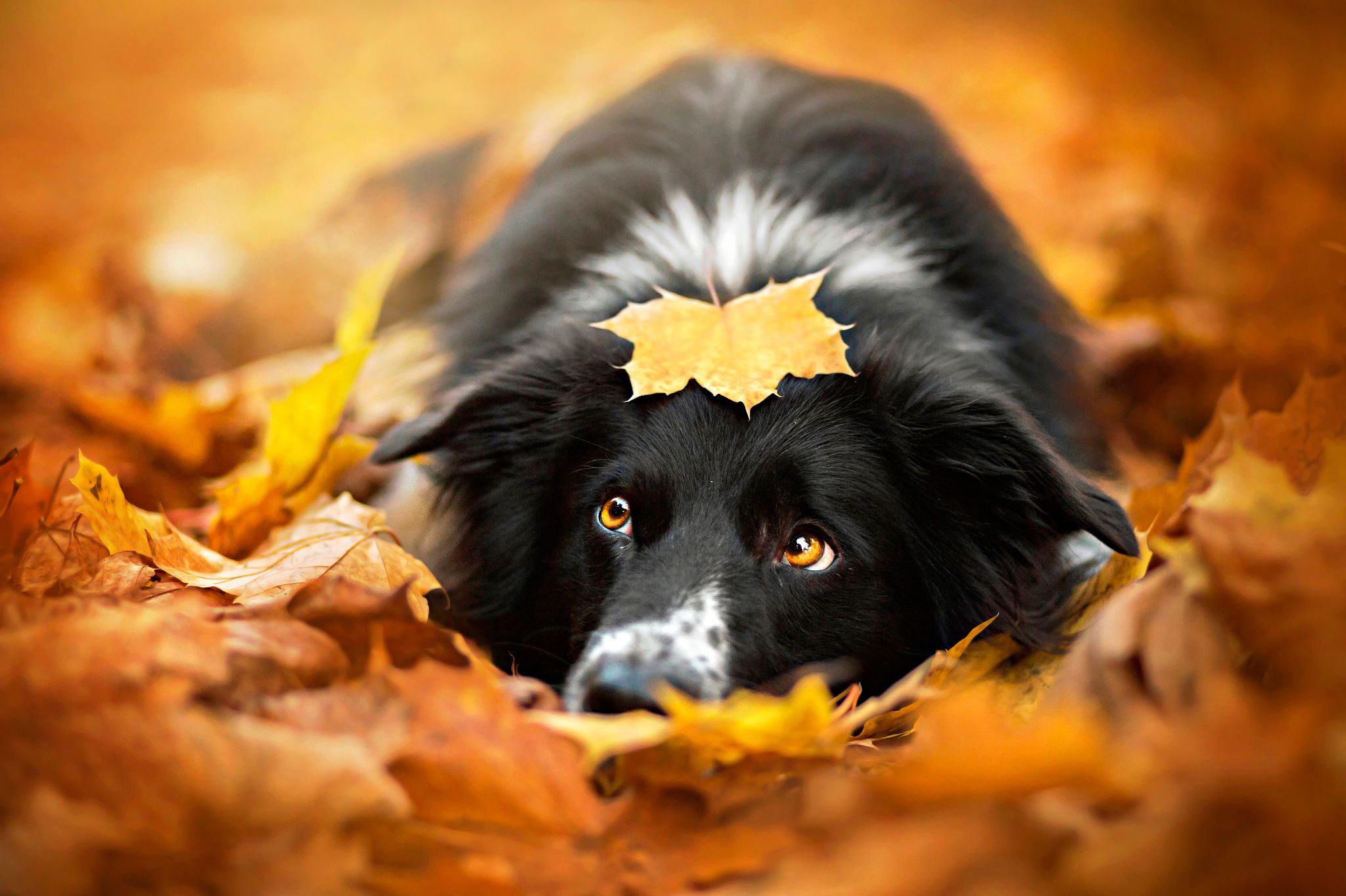 puppy, sweet, cute, dogs, autumn, dog, autumn splendor, leaves, fall, puppies wallpaper