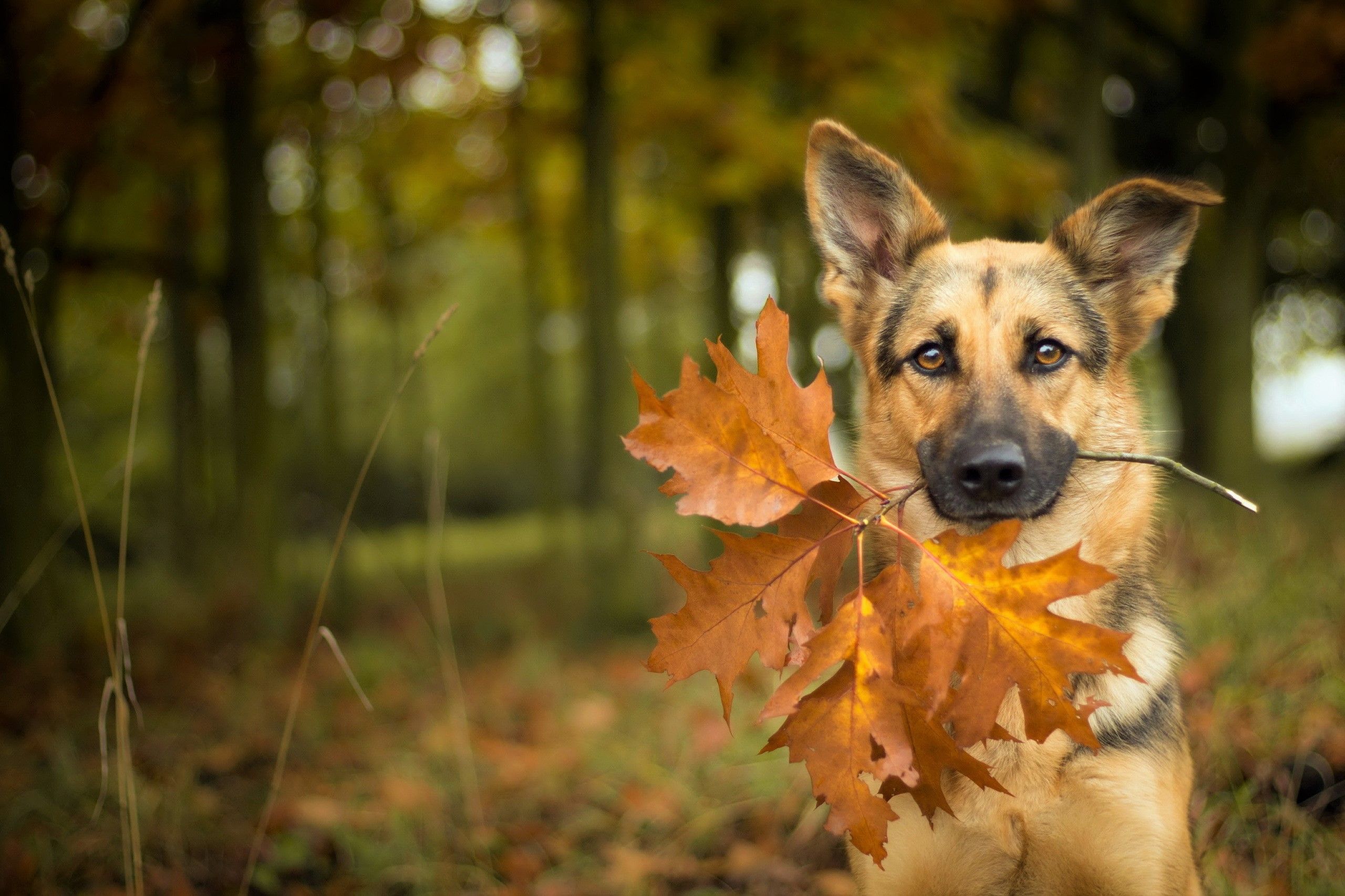 German Shepherd with Autumn Leaves HD Wallpaper