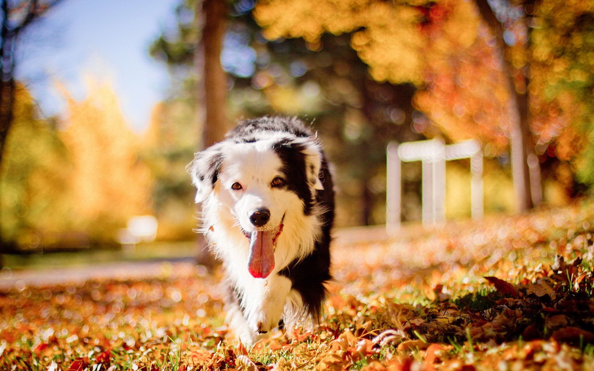 Free download Cute dog in romantic autumn wallpaper and image wallpaper [1920x1200] for your Desktop, Mobile & Tablet. Explore Fall Wallpaper with Dogs. Dog Themed Wallpaper, Dog Pattern Wallpaper