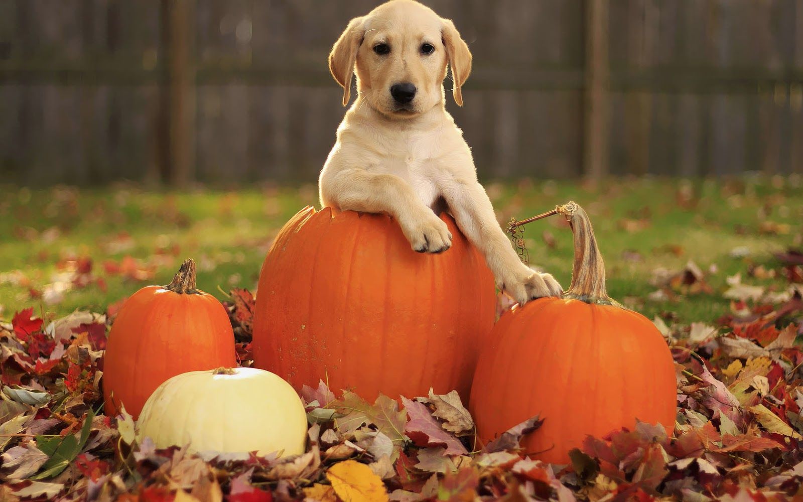 Dog in a Halloween pumpkin in autumn. HD Animals Wallpaper