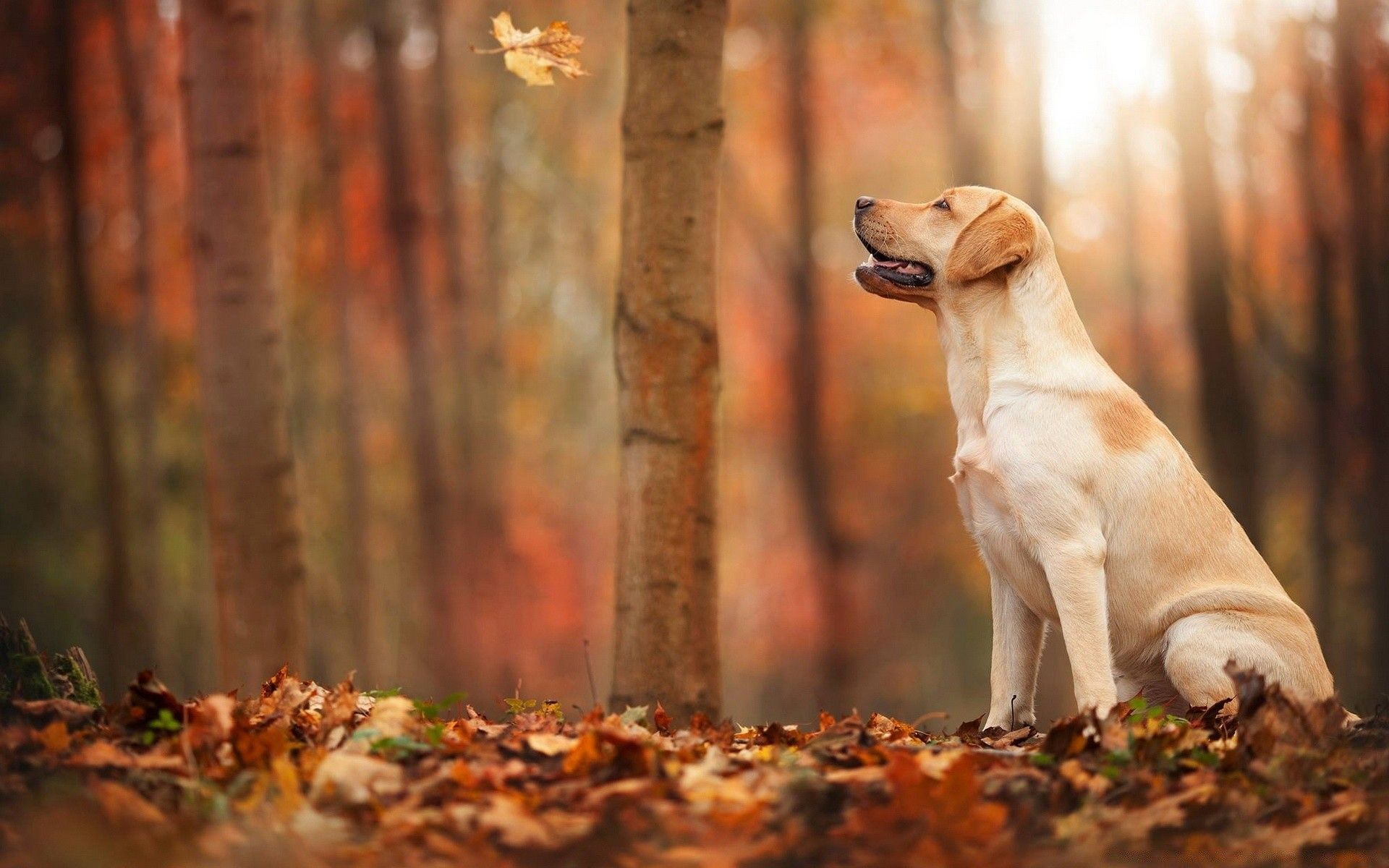 Dog Autumn