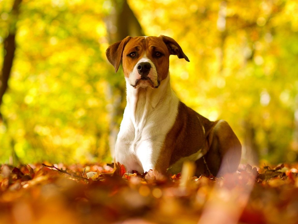 Download wallpaper 1152x864 dog, leaves, grass, eyes, fall