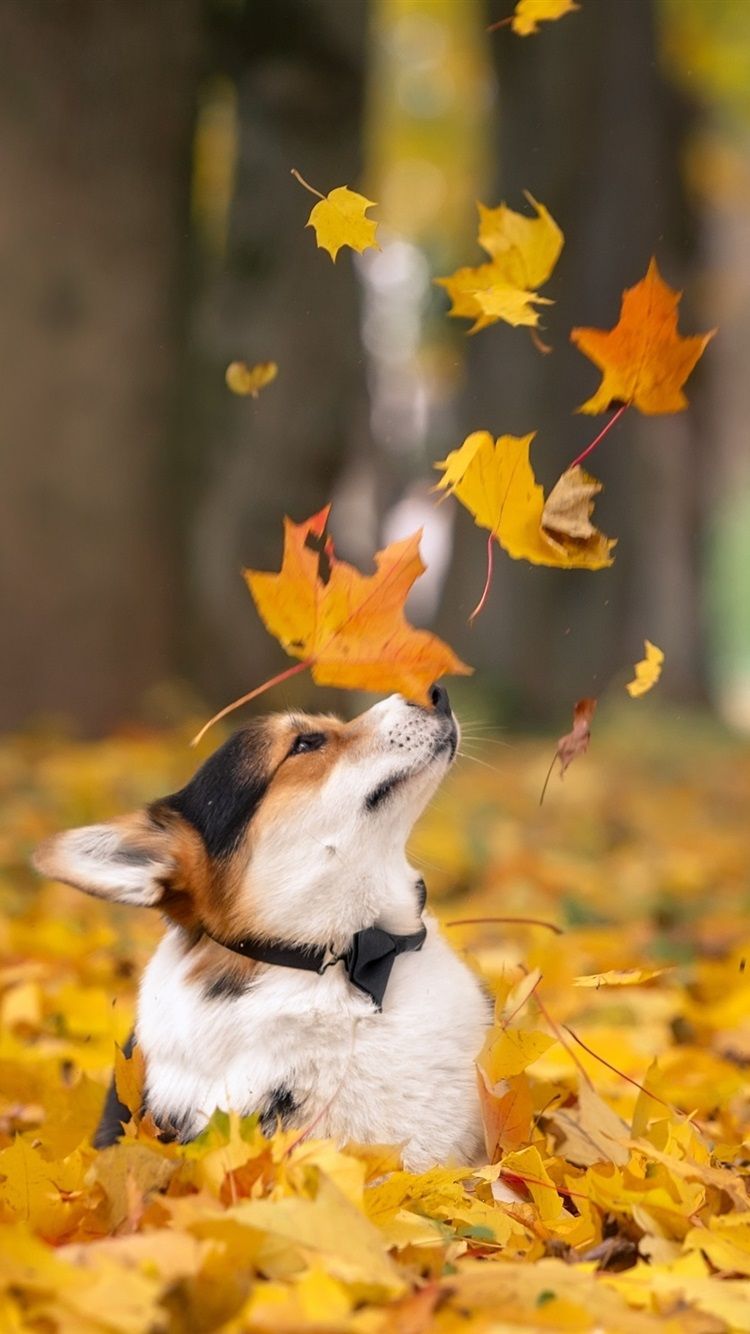 Corgi In Autumn, Dog, Yellow Maple Leaves 750x1334 IPhone 8 7 6 6S Wallpaper, Background, Picture, Image