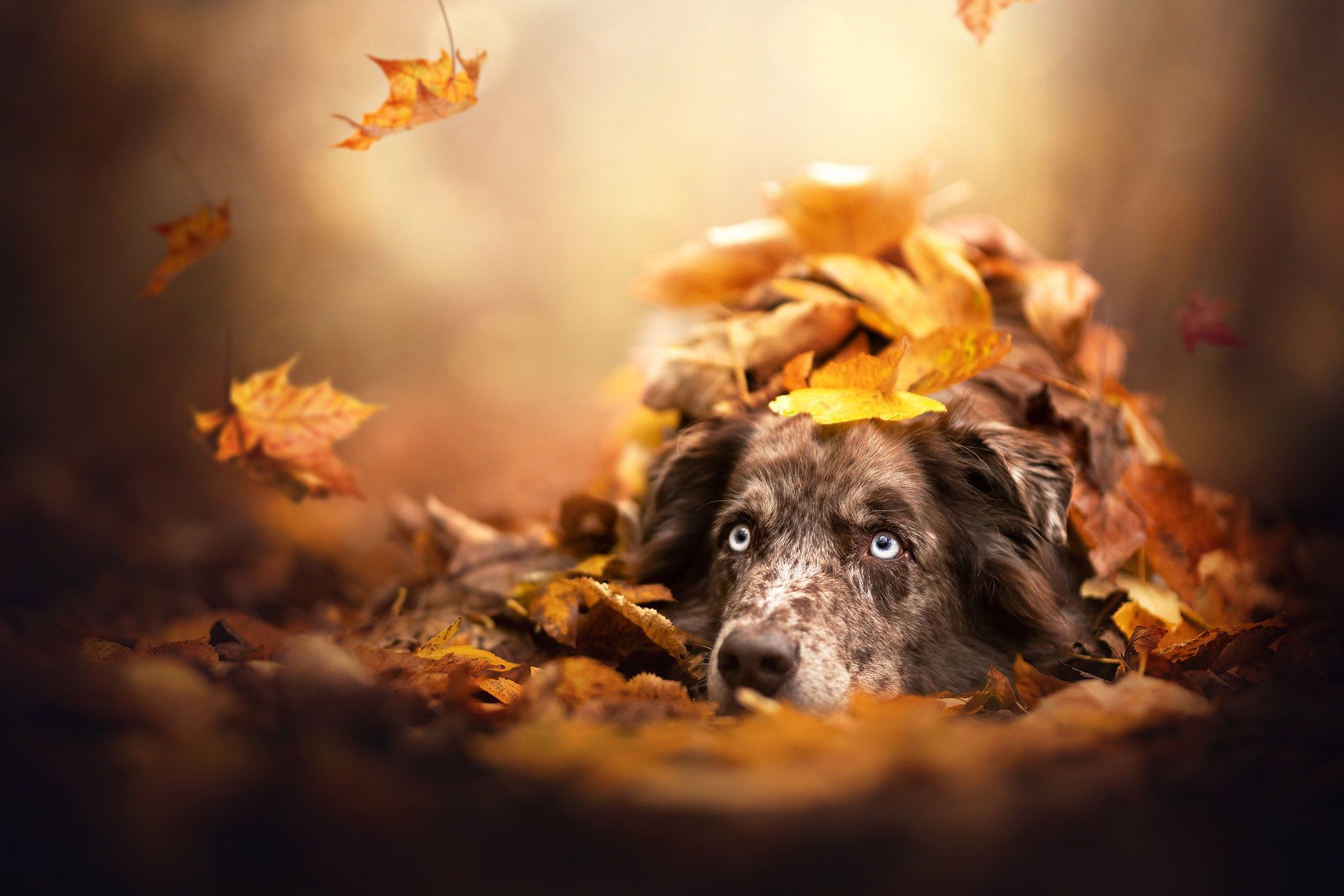 Animal Australian Shepherd Dogs Fall Leaf Dog Pet HD Wallpaper