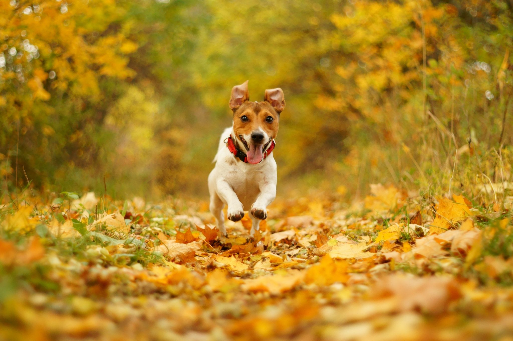 Wallpaper Jack Russell terrier dog Foliage Run Autumn 2048x1361
