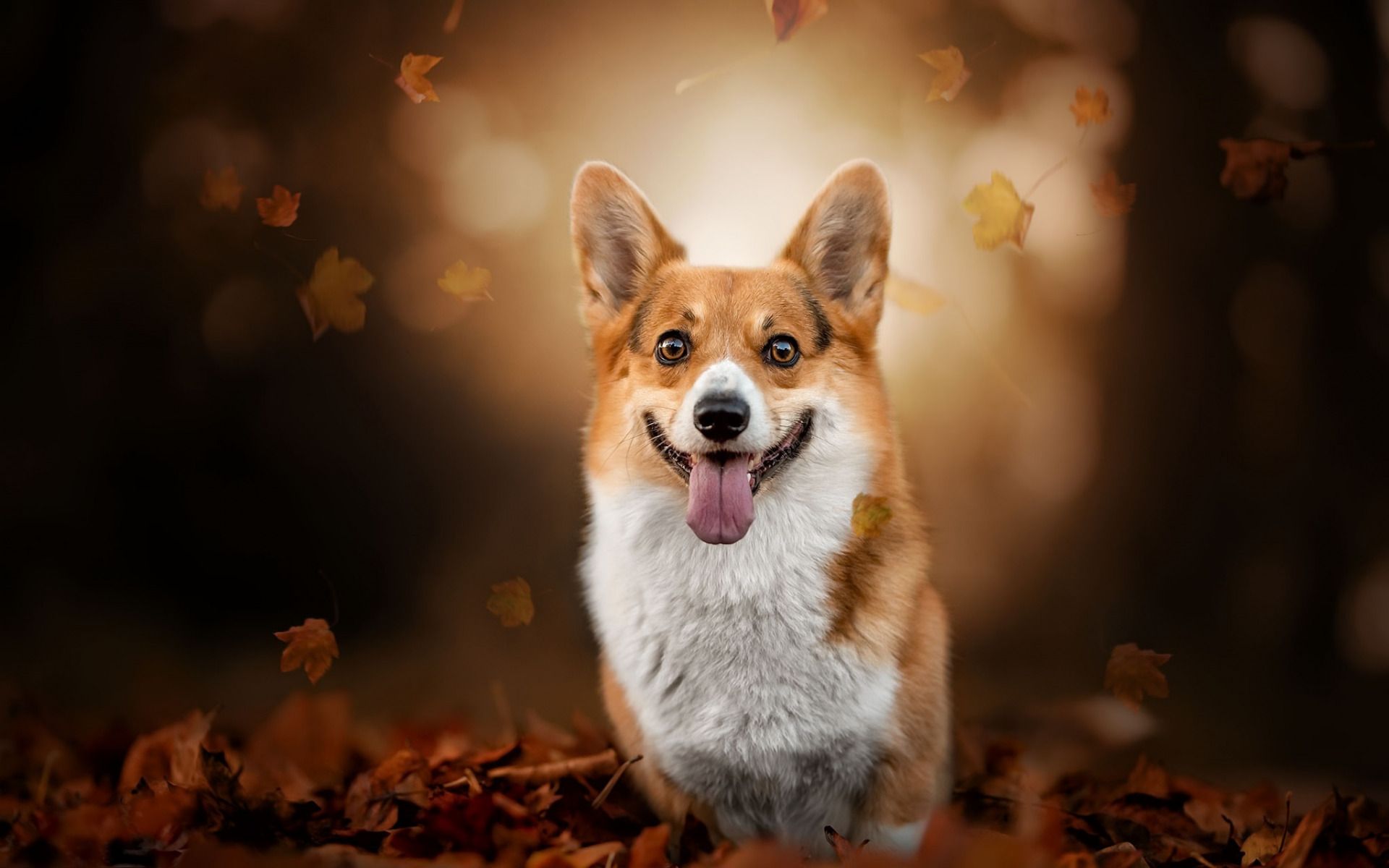 Download wallpaper Welsh Corgi, autumn, pets, Corgi, bokeh, dogs