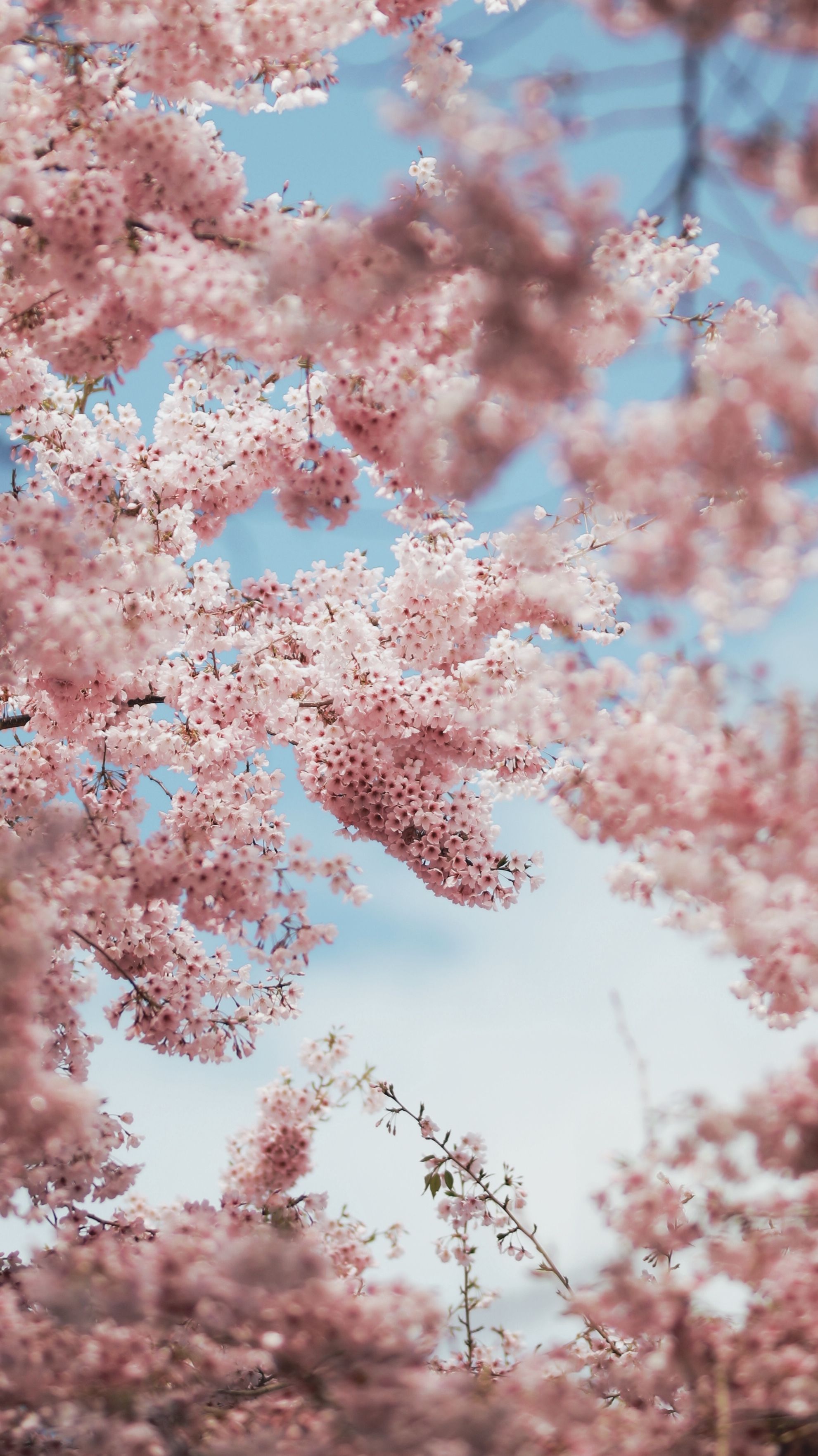 pink cherry blossoms during daytime photo