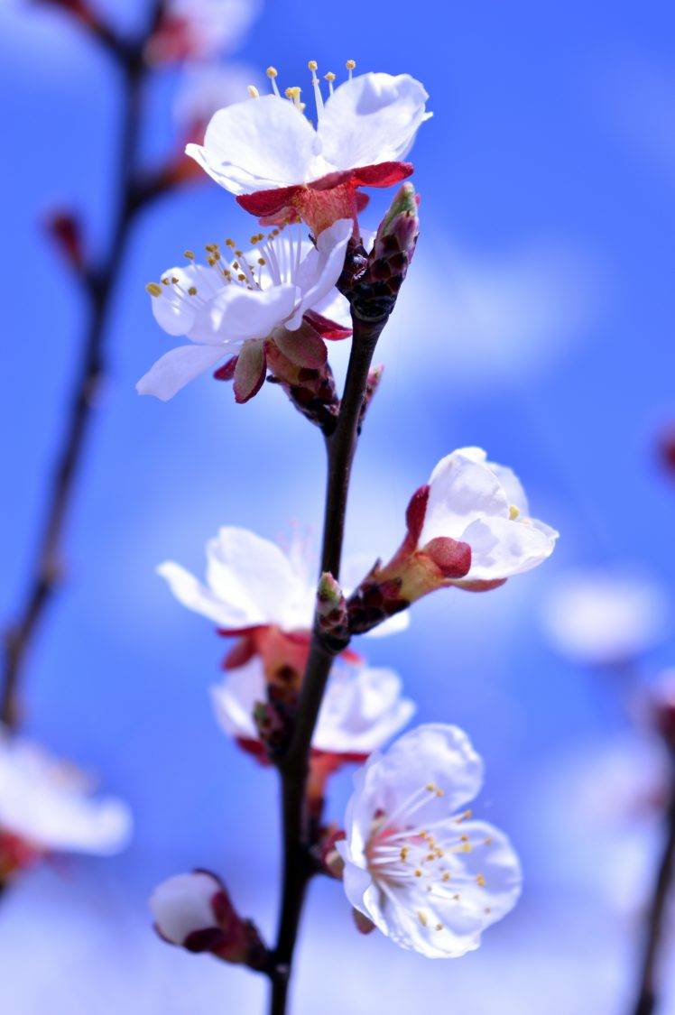 flowers, Nature, Blue, Spring, Blurred Wallpaper HD / Desktop