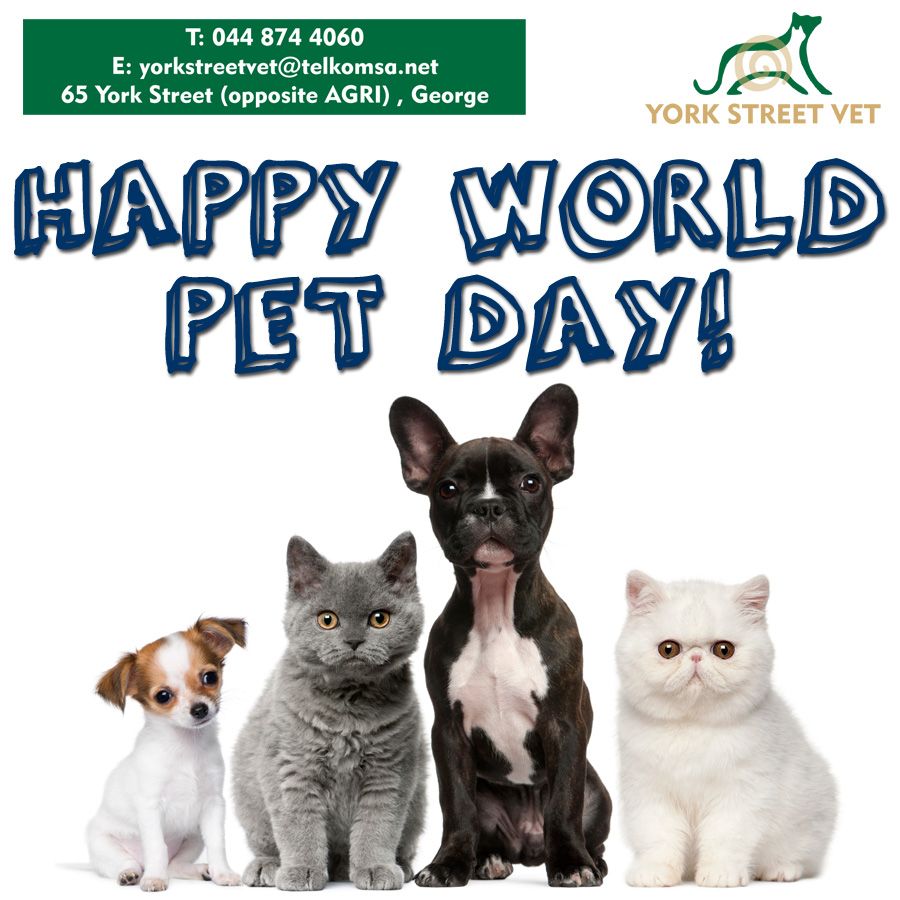 Happy World Pet Day! Today is the day to show your pets how much