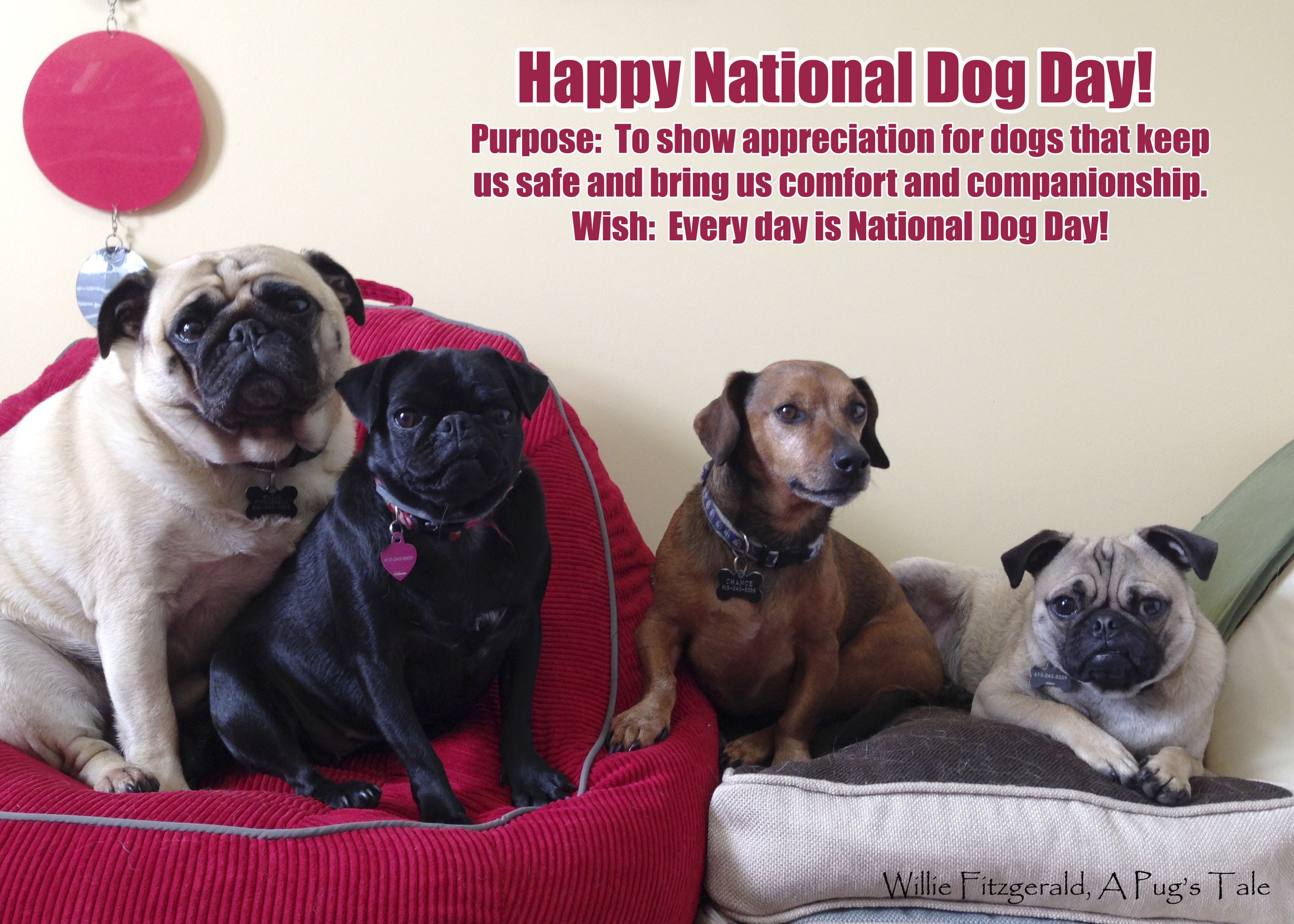 National Dog Day Wallpaper. National