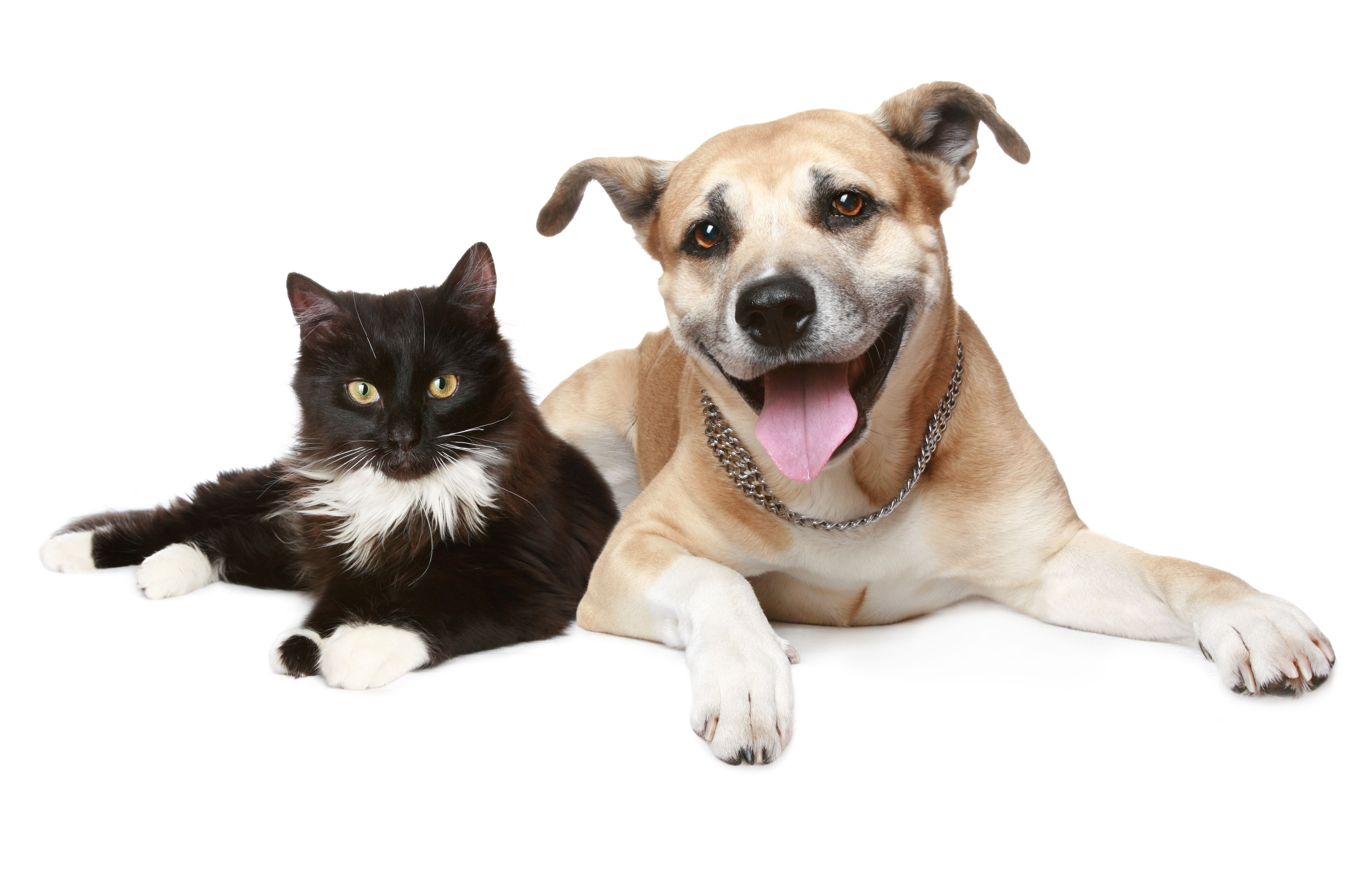 Happy National Pet Day! 'Why We Love Cats and Dogs' is available