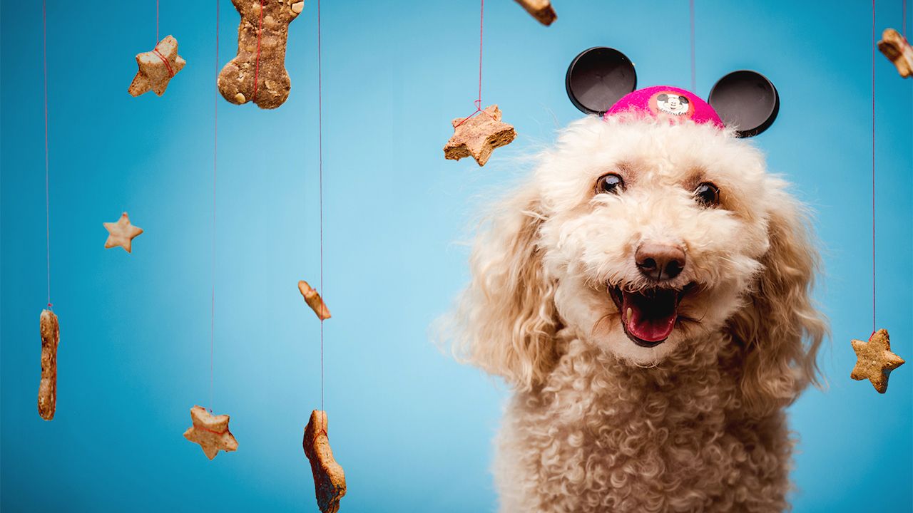 Celebrate National Dog Biscuit Appreciation Day Feb. 23 With Dog