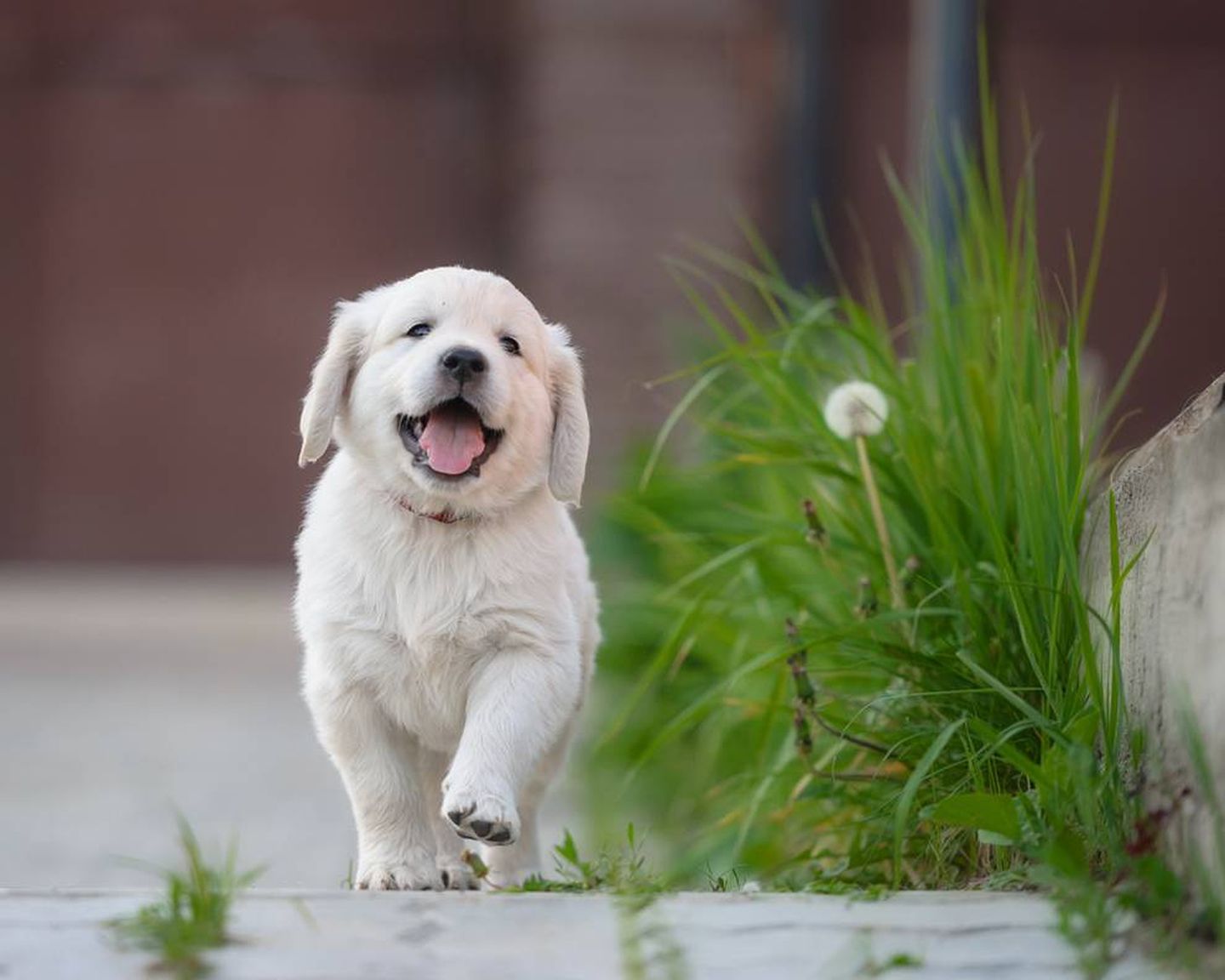 Happy National Puppy Day!. MNN Nature Network