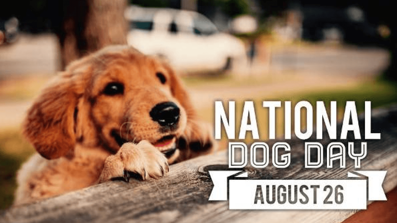 August 26th National Dog Day 2019 Wishes, Messages, Quotes