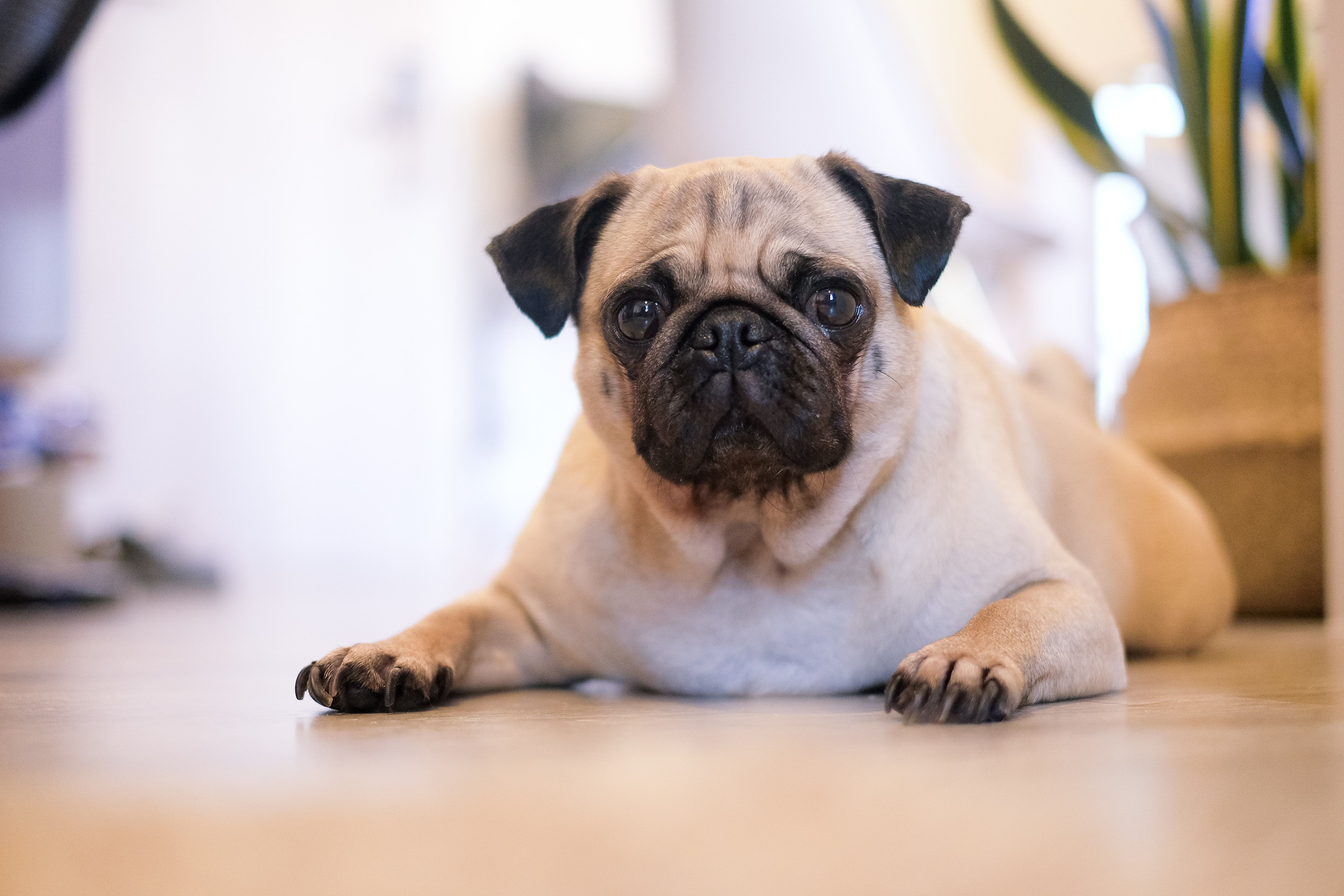 Pug Wallpaper: Free HD Download [HQ]