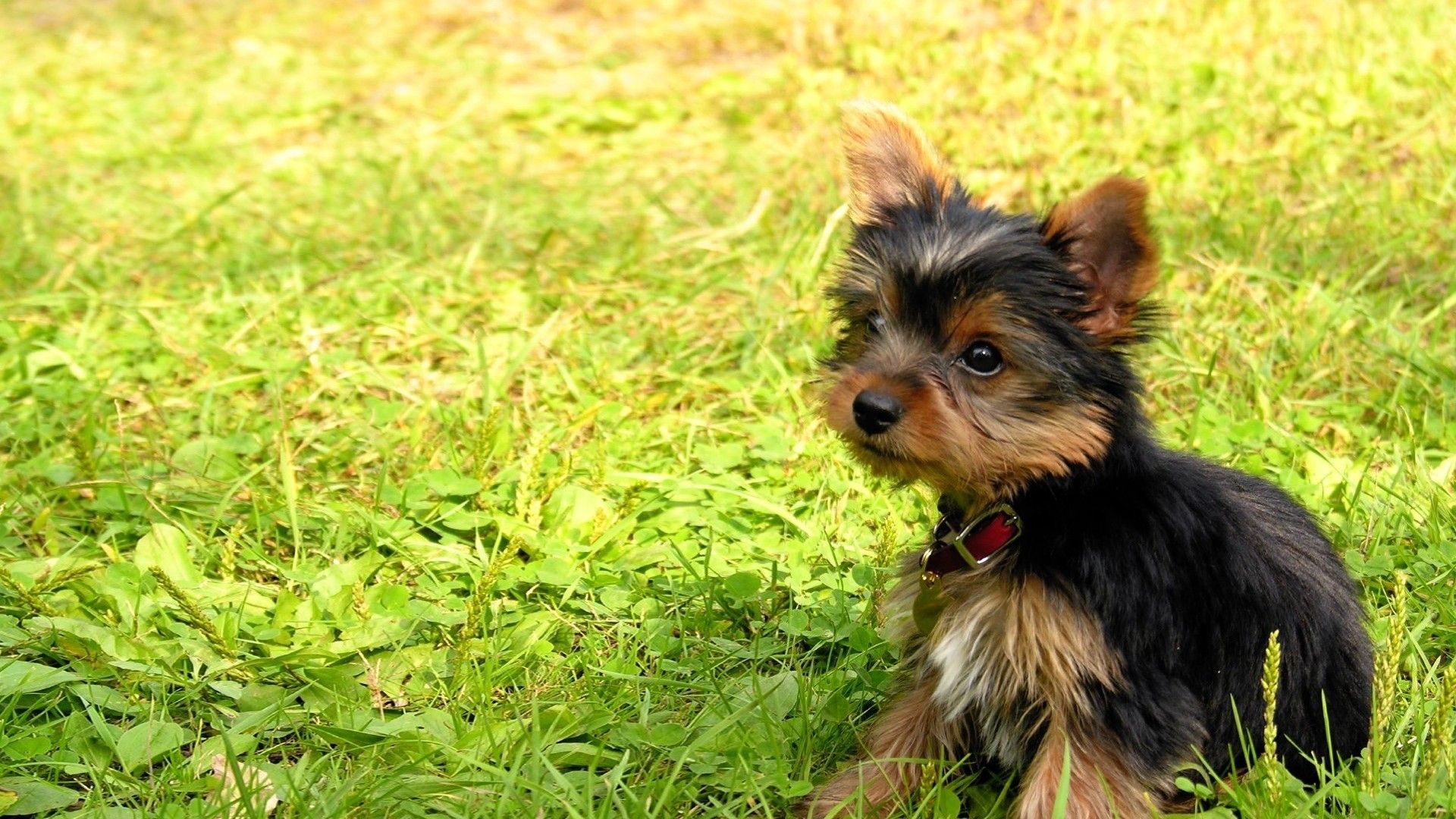 Yorkie Wallpaper for Desktop