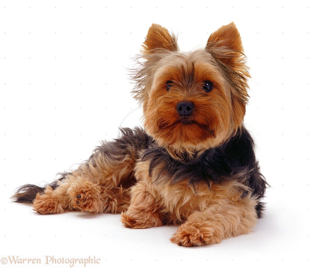 Yorkshire Terrier Wallpaper, Picture
