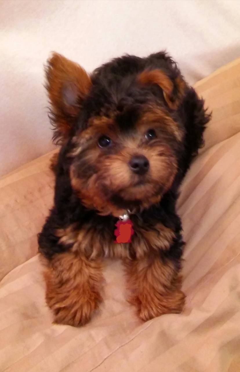 Sweet Baby Yorkie wallpaper